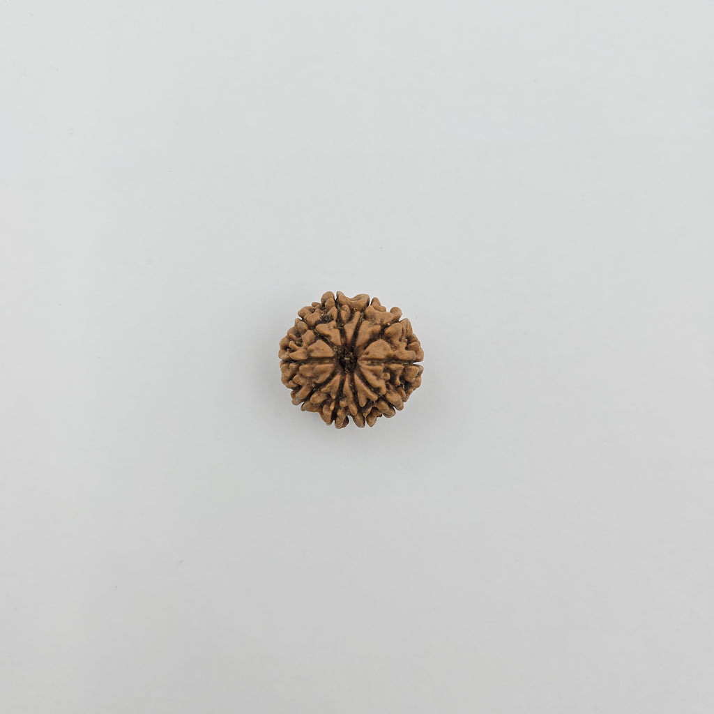 10-Mukhi