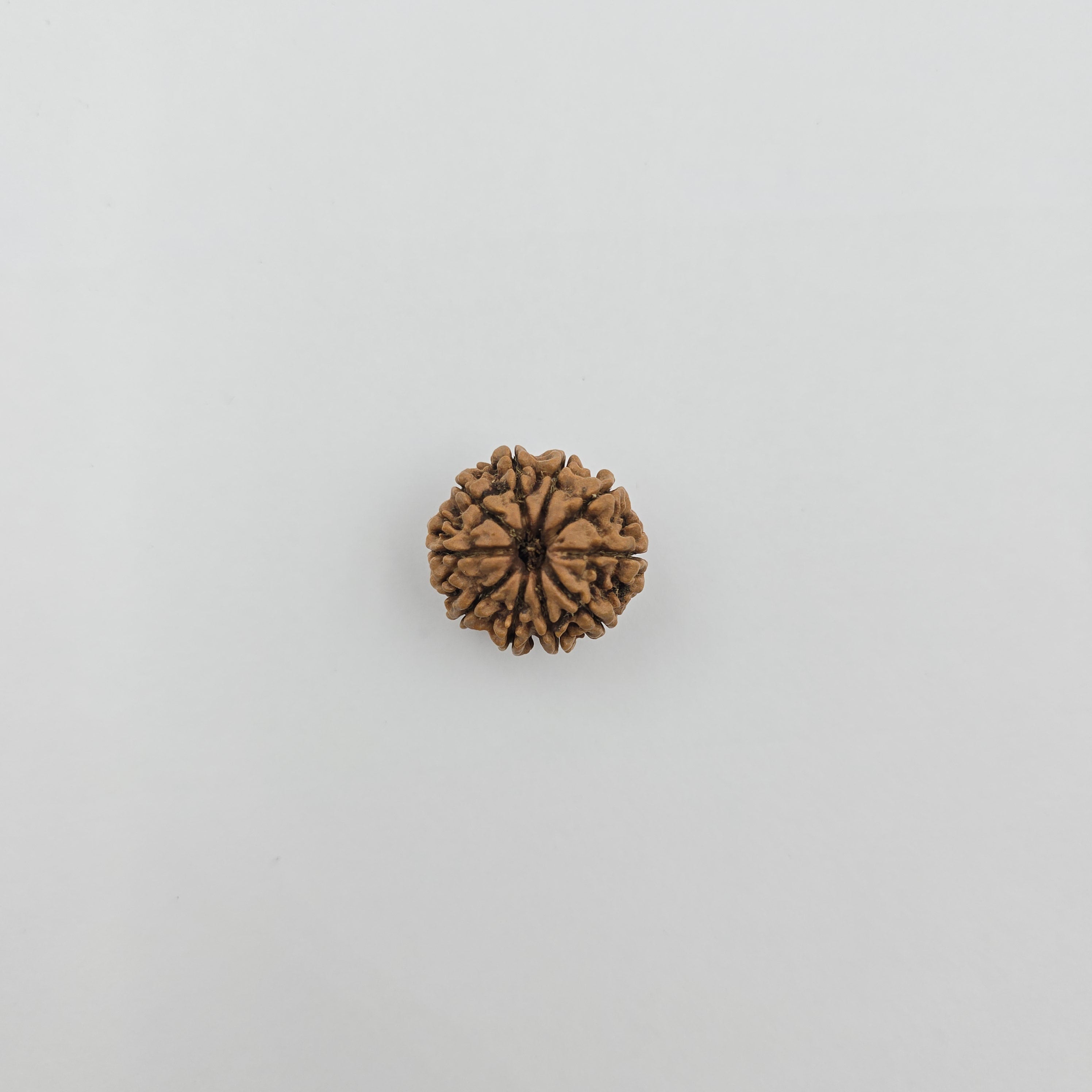 10-Mukhi