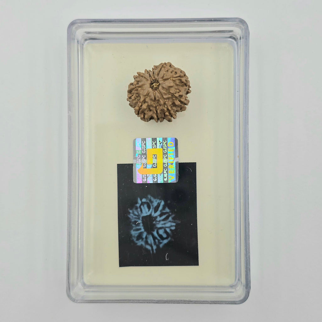 10-Mukhi