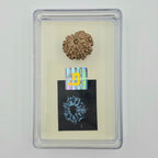 10-Mukhi