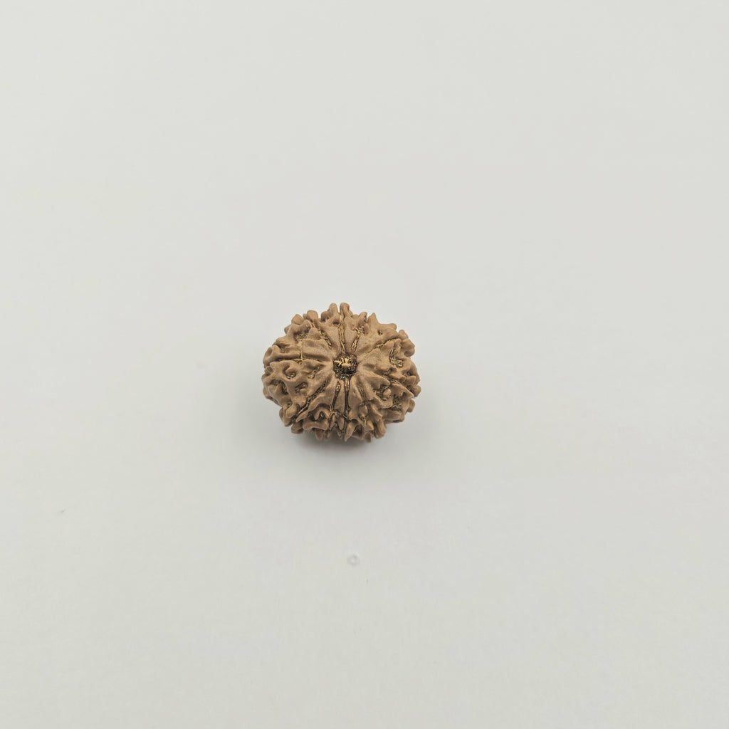 10-Mukhi