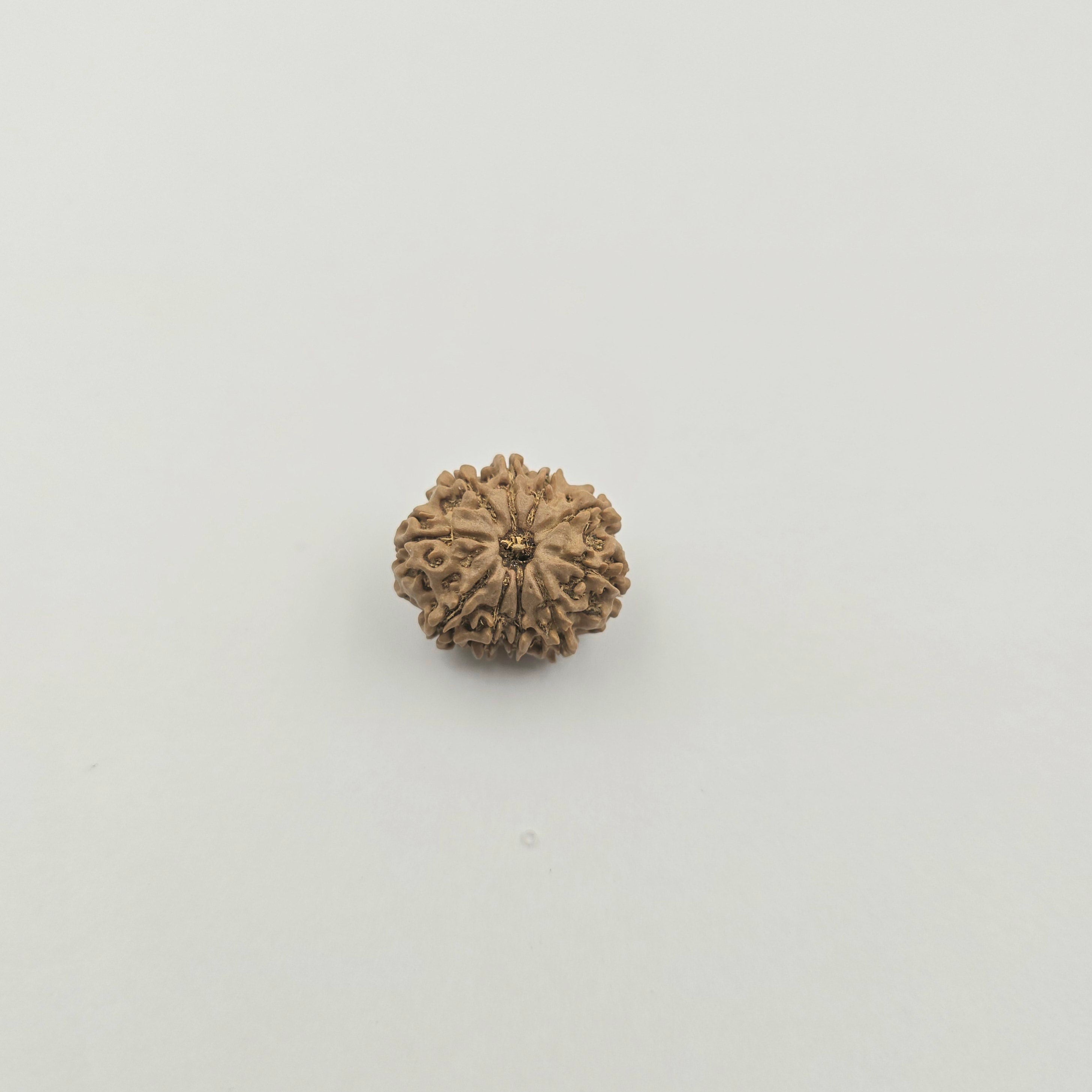 10-Mukhi