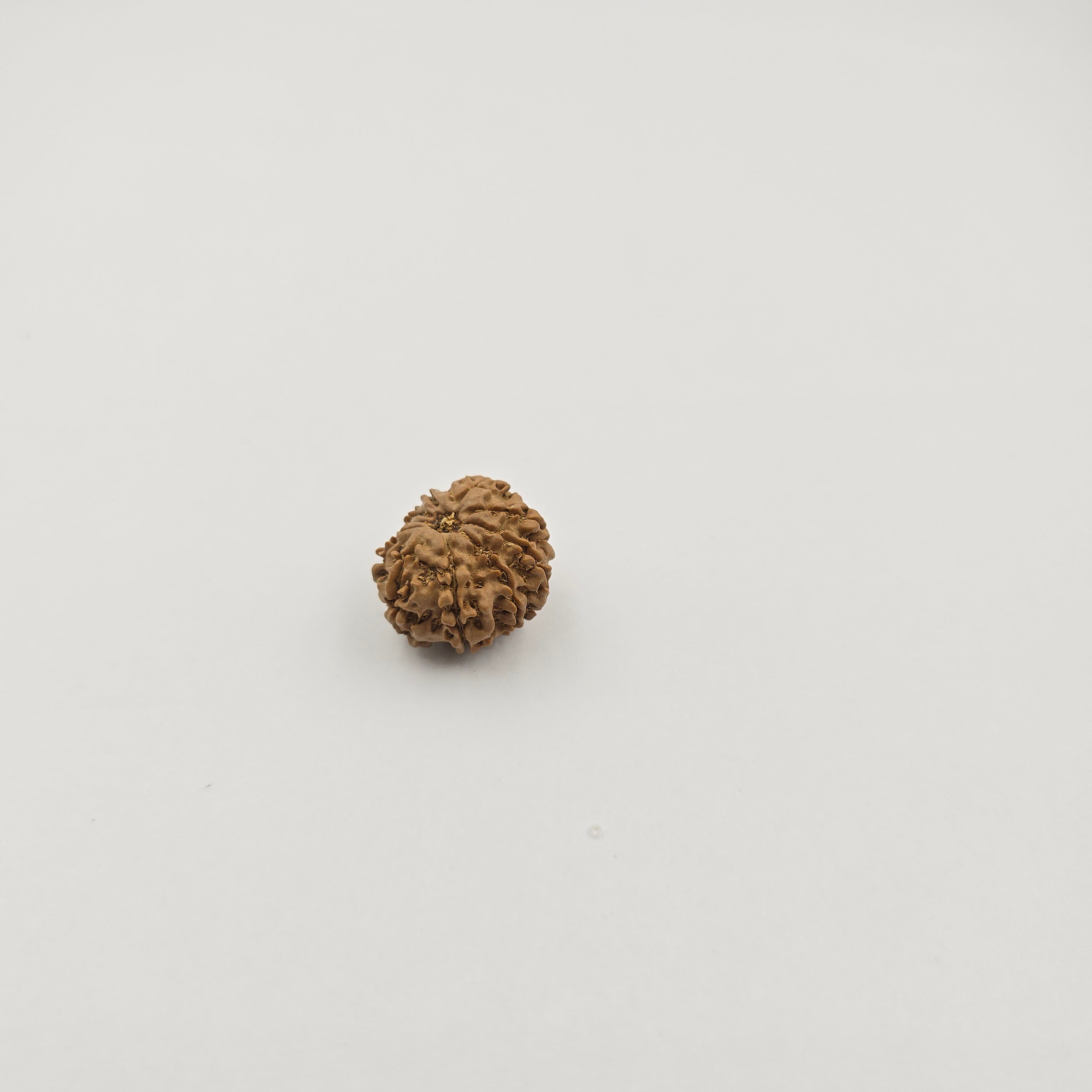 10-Mukhi