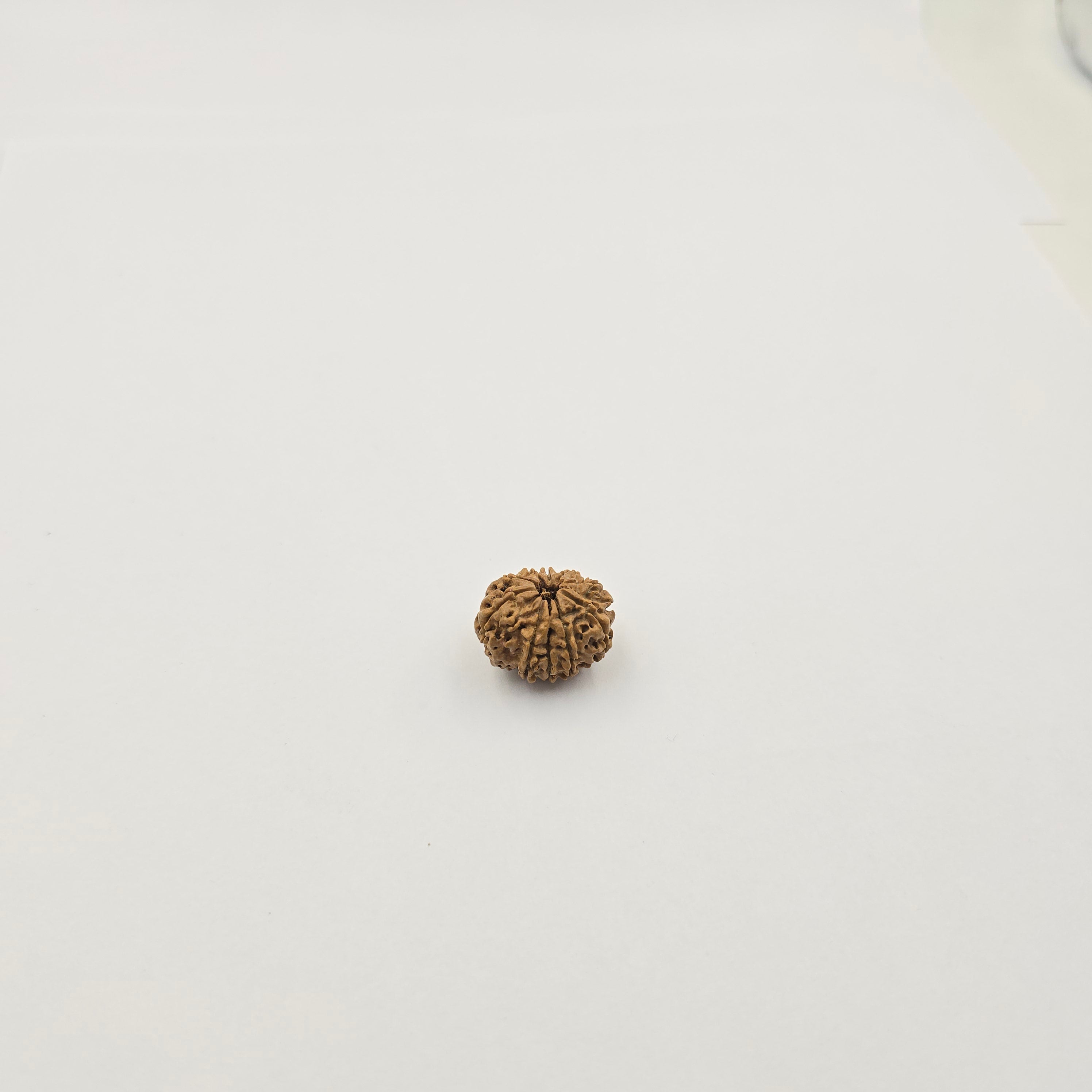 10-Mukhi