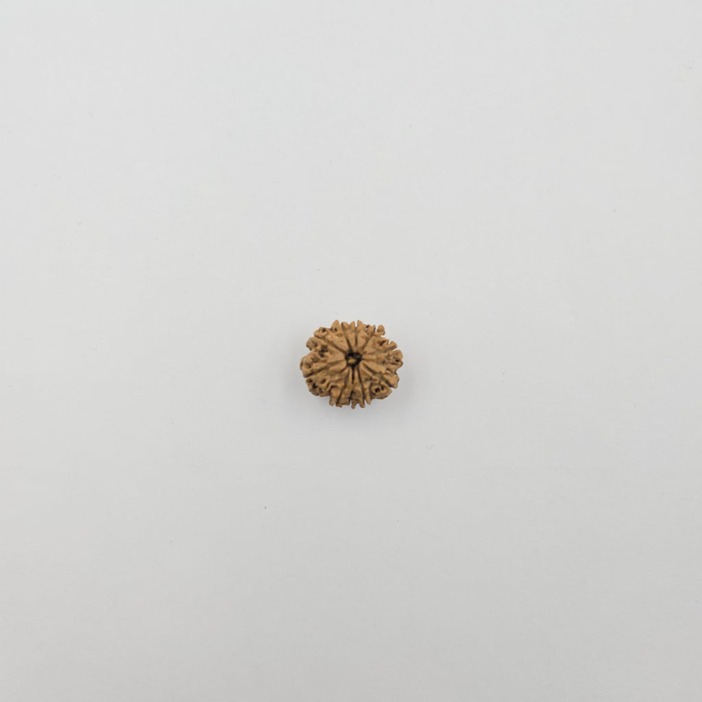 10-Mukhi
