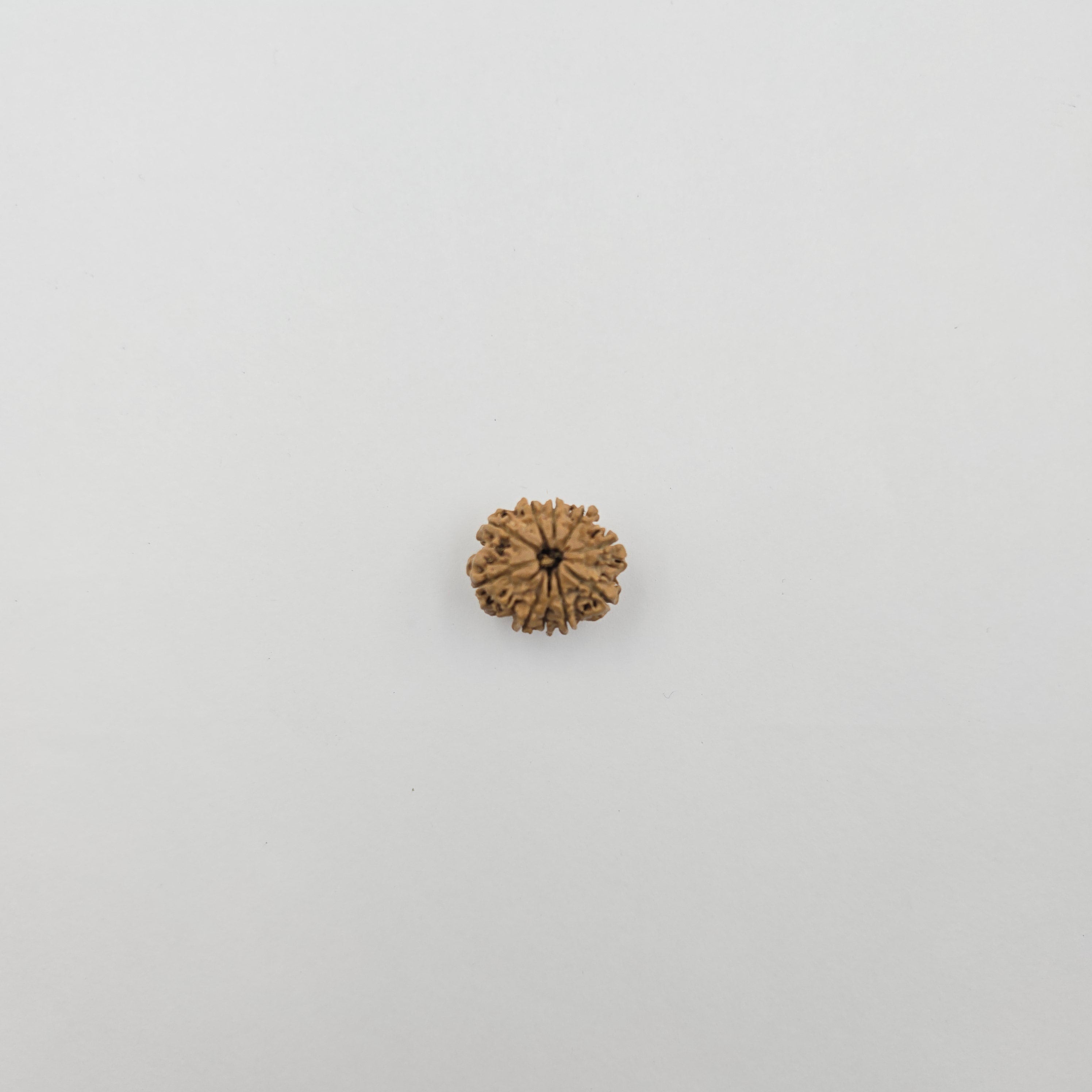 10-Mukhi