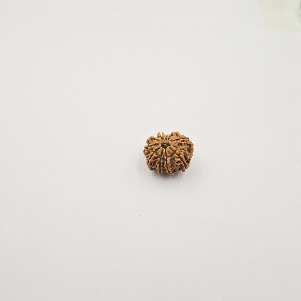 10-Mukhi