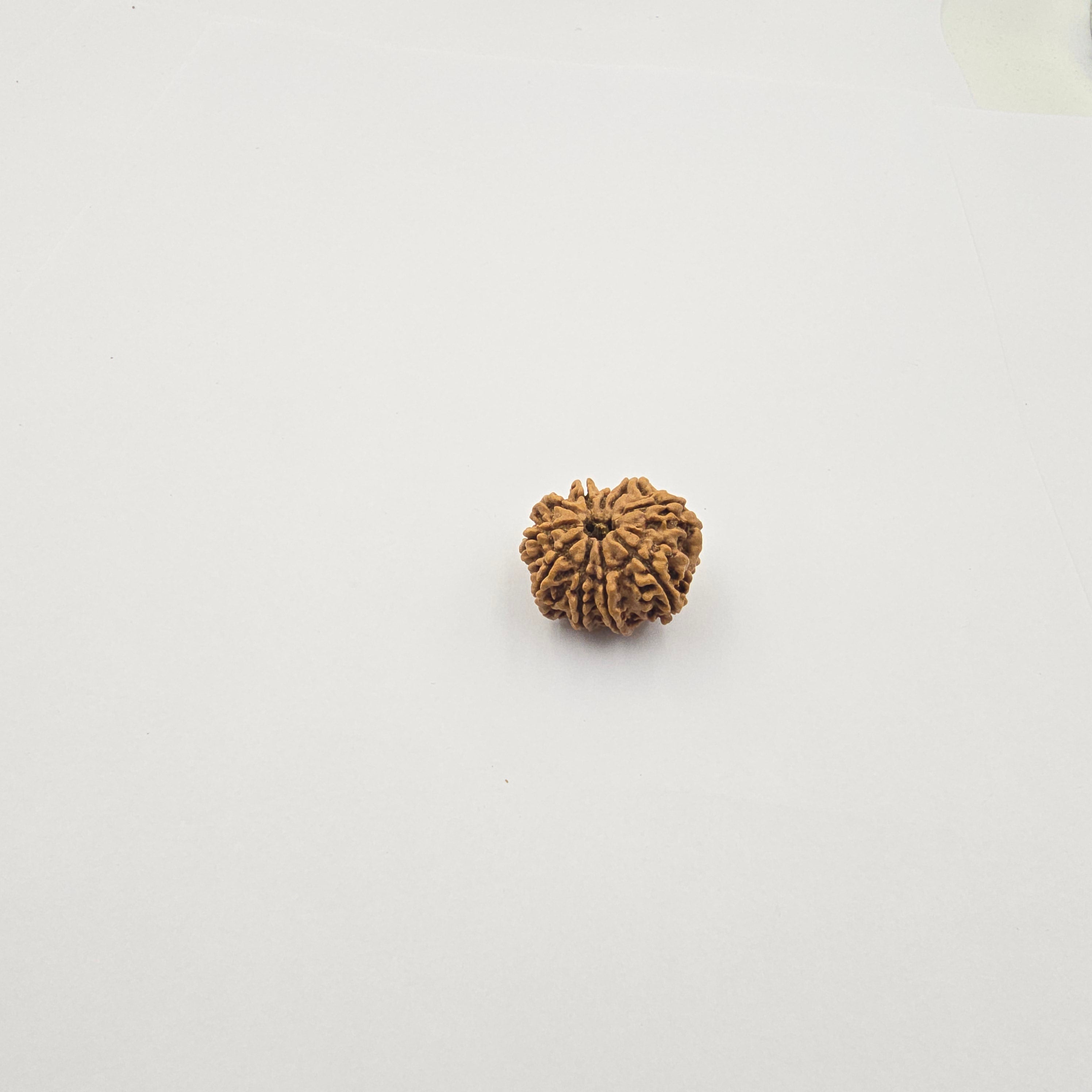 10-Mukhi