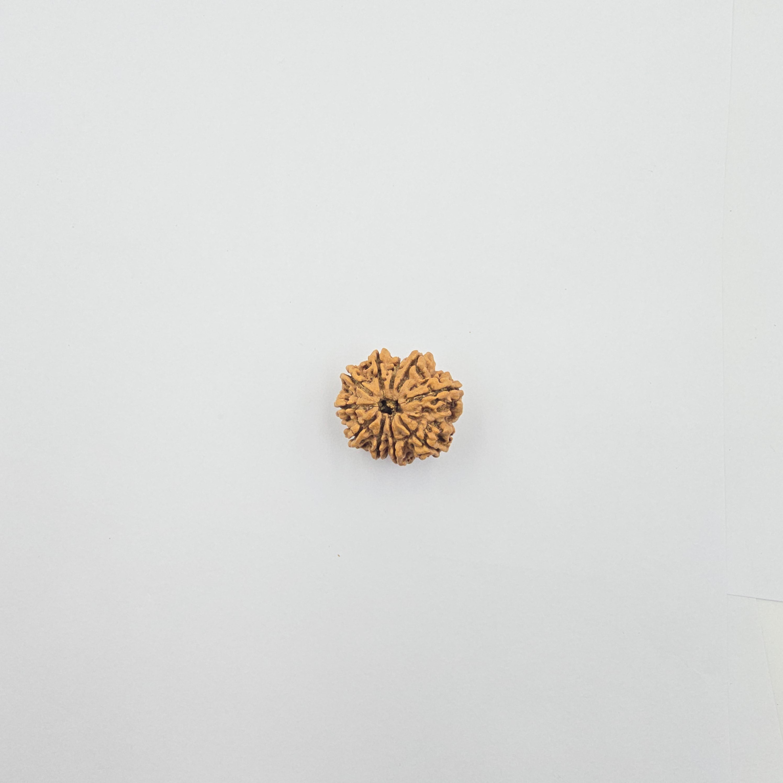 10-Mukhi