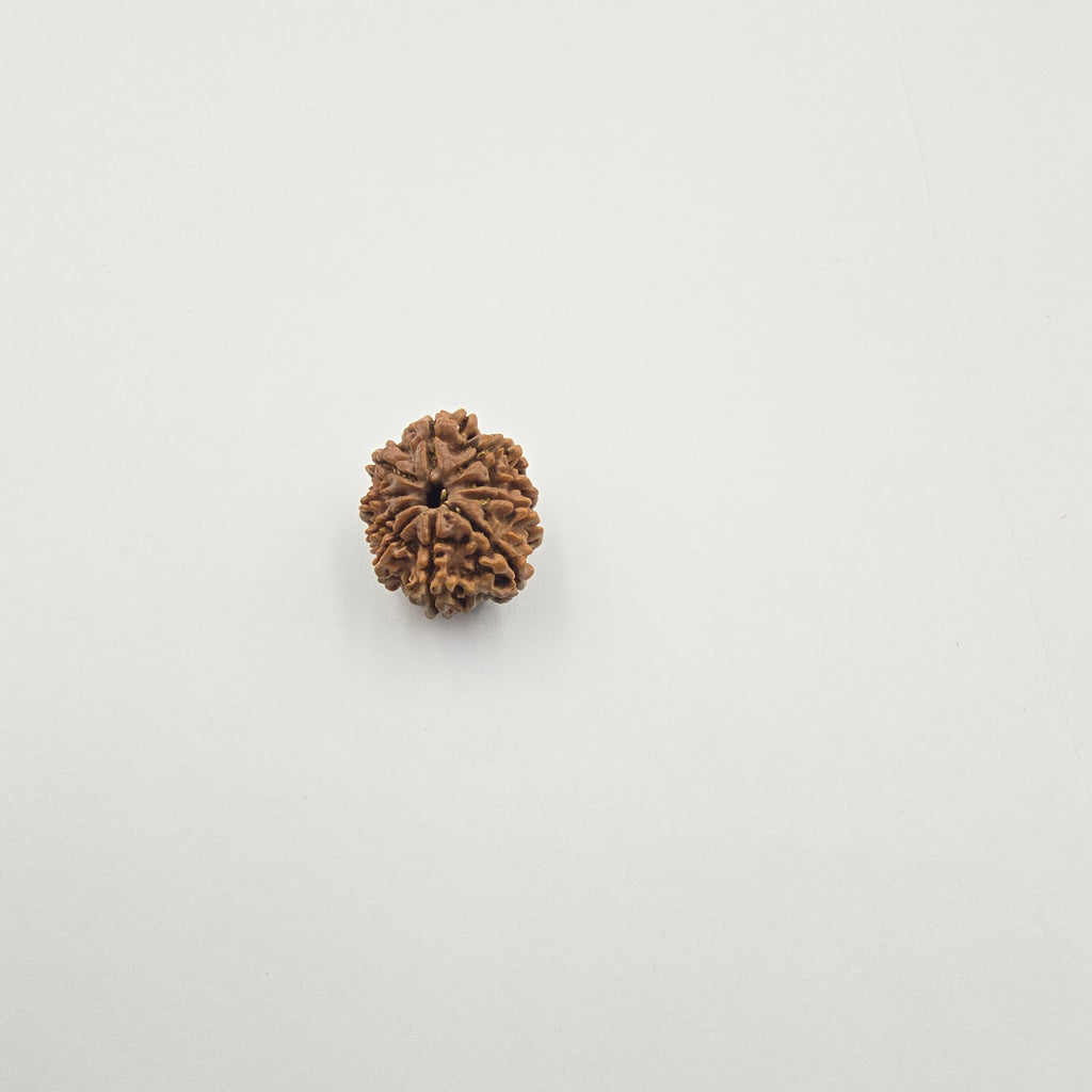 10-Mukhi