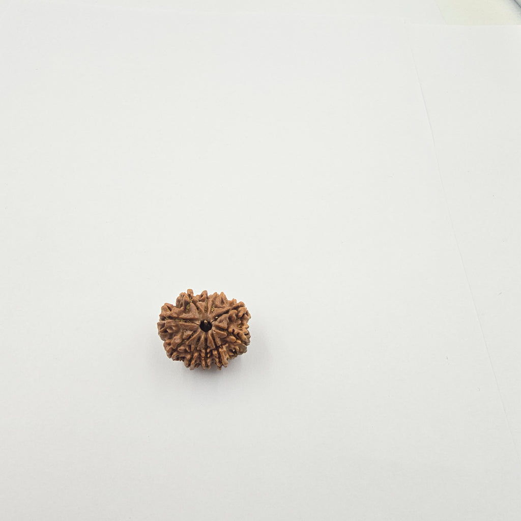 10-Mukhi