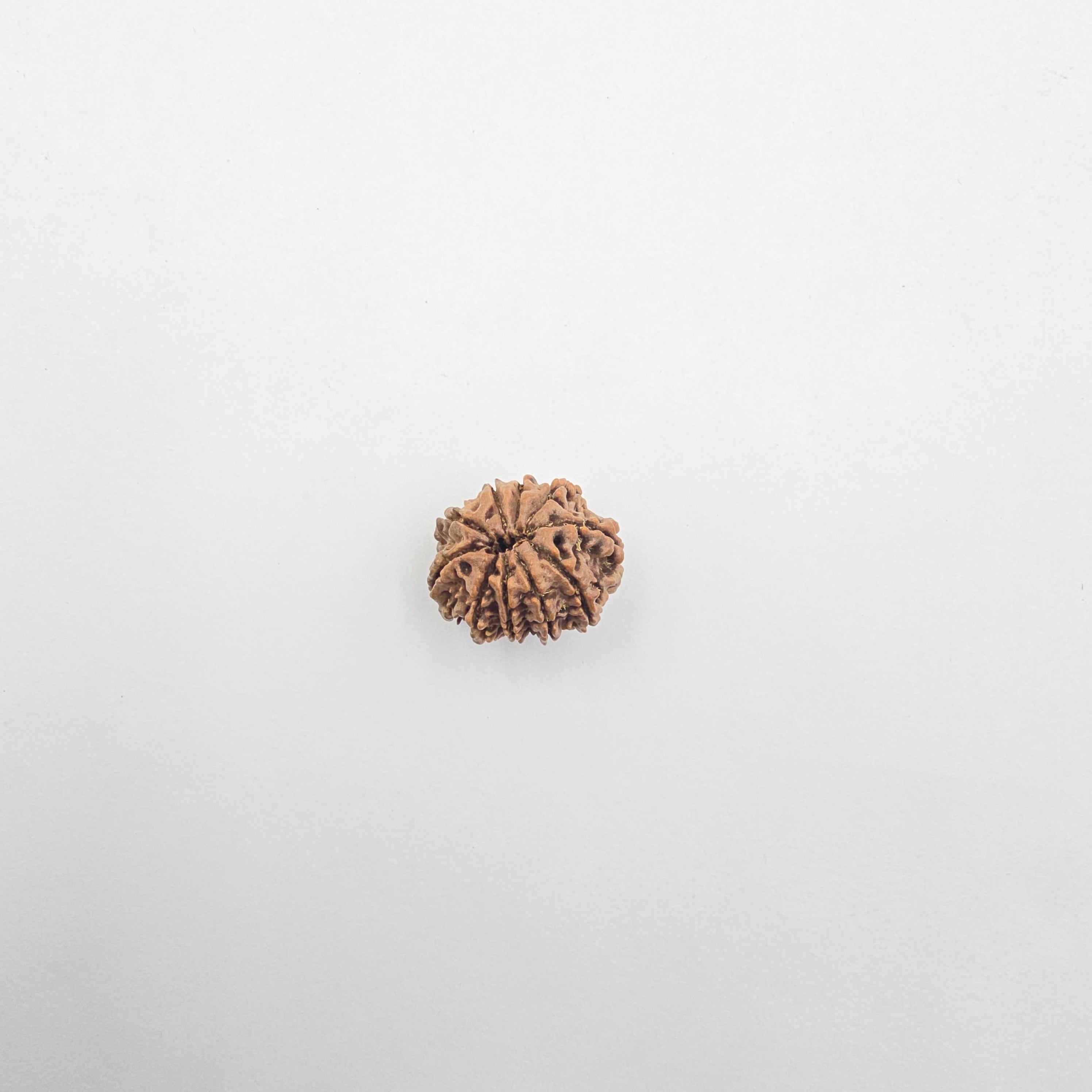 10-Mukhi