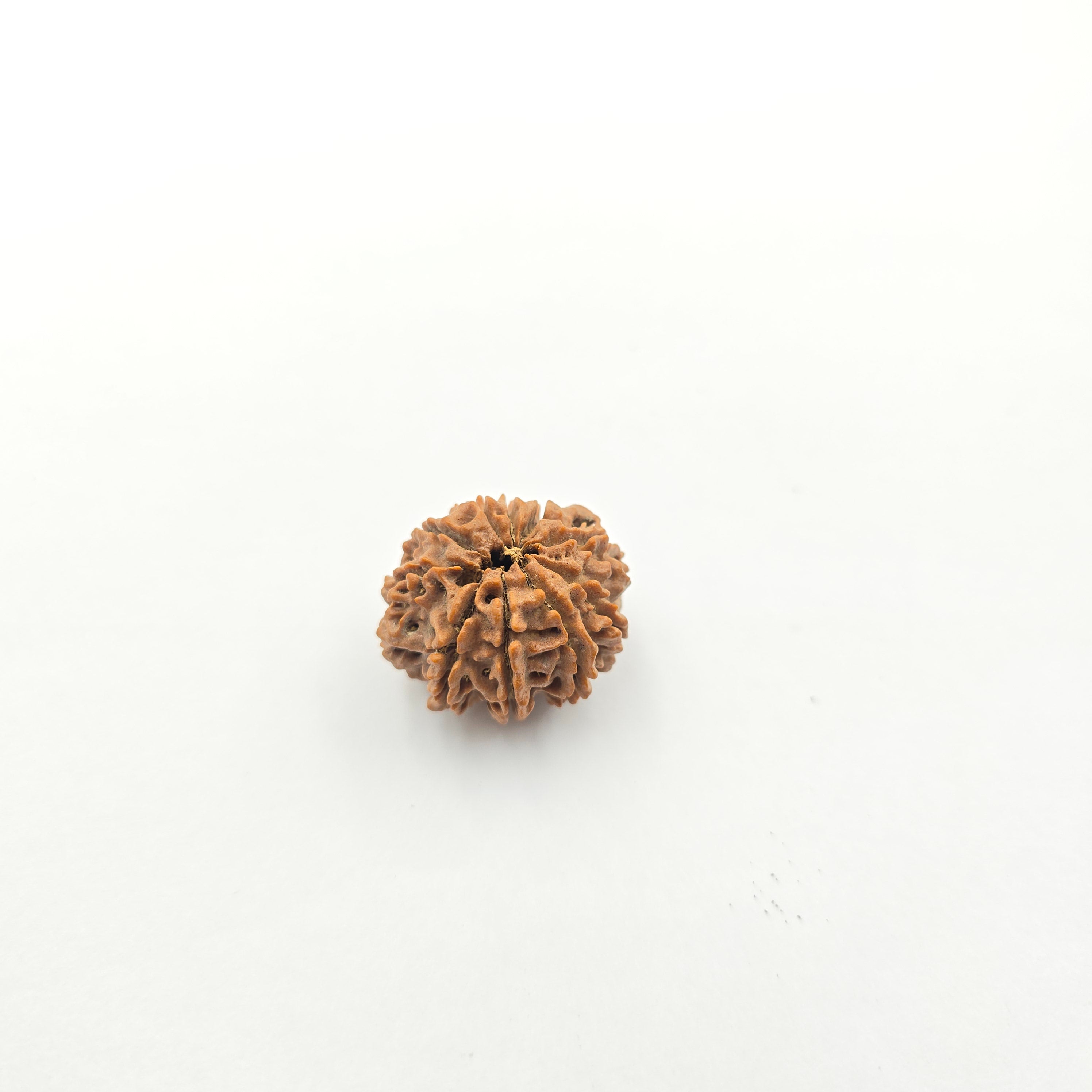 10-Mukhi