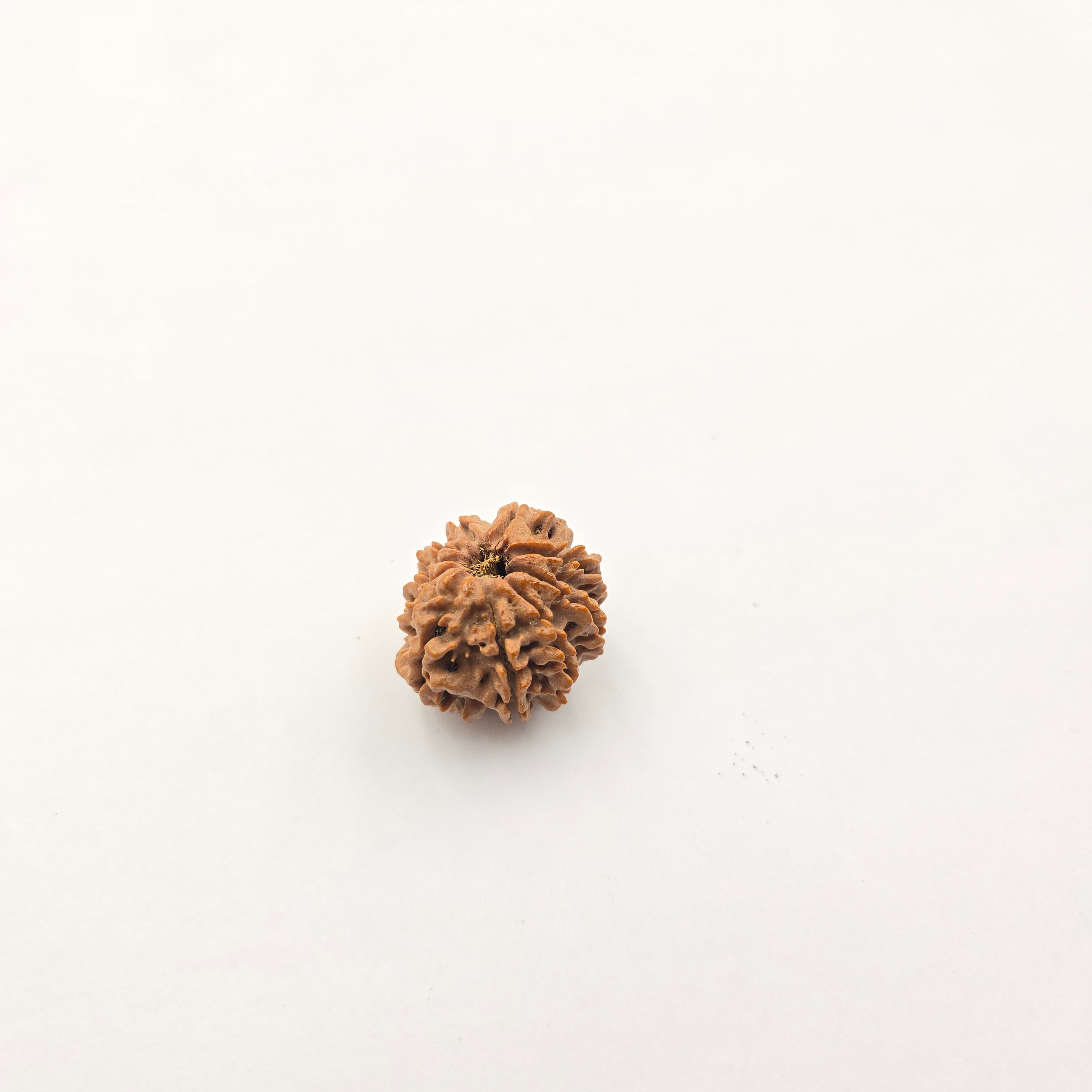 10-Mukhi