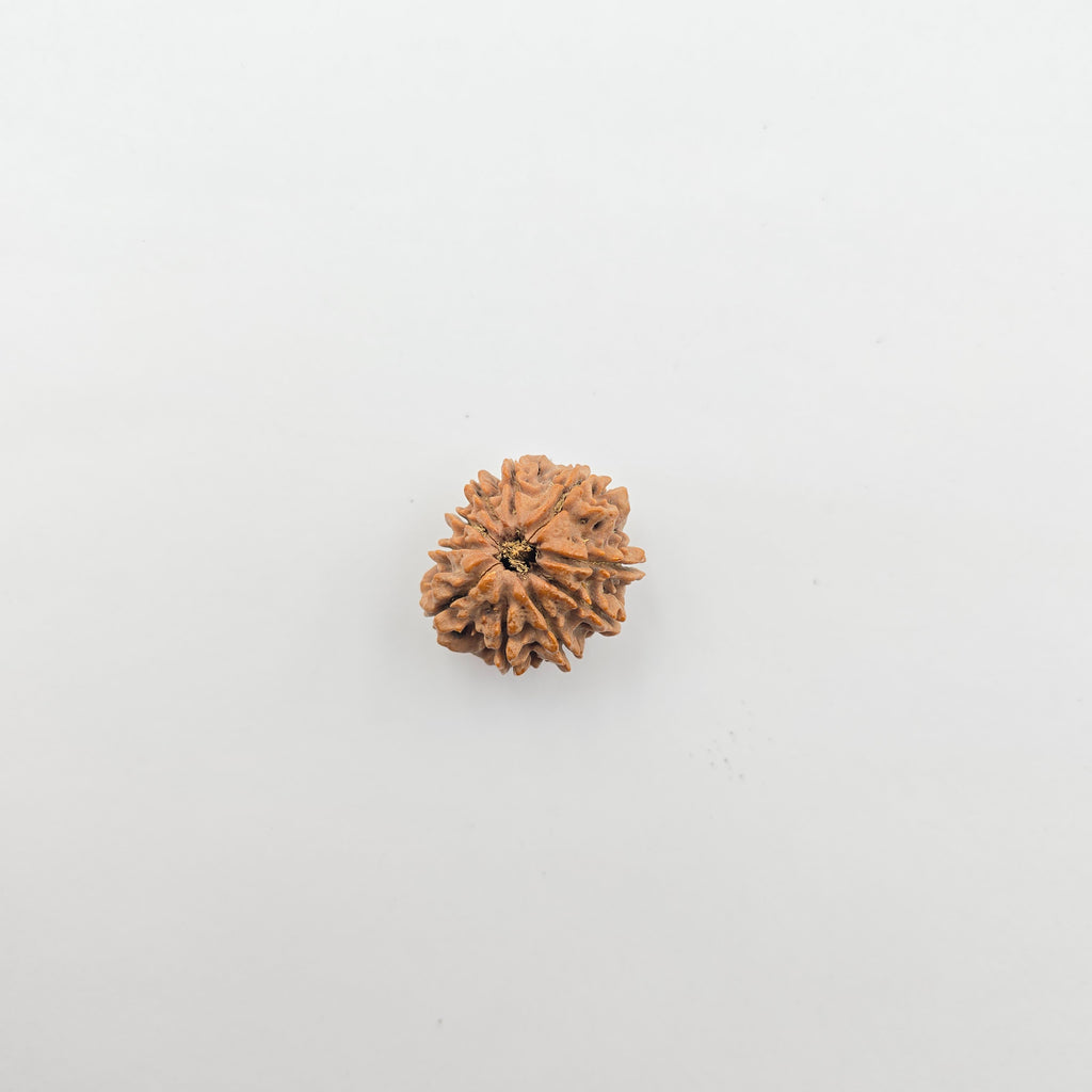 10-Mukhi