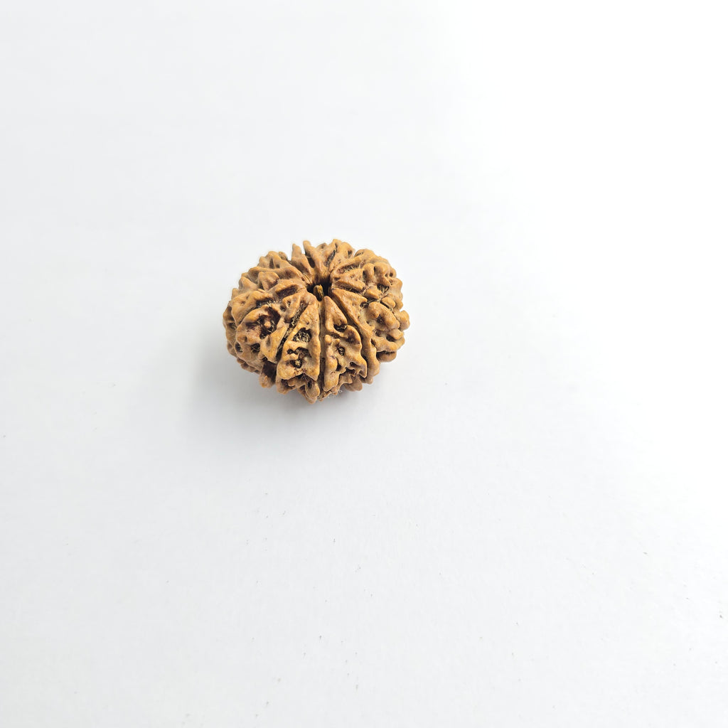 10-Mukhi