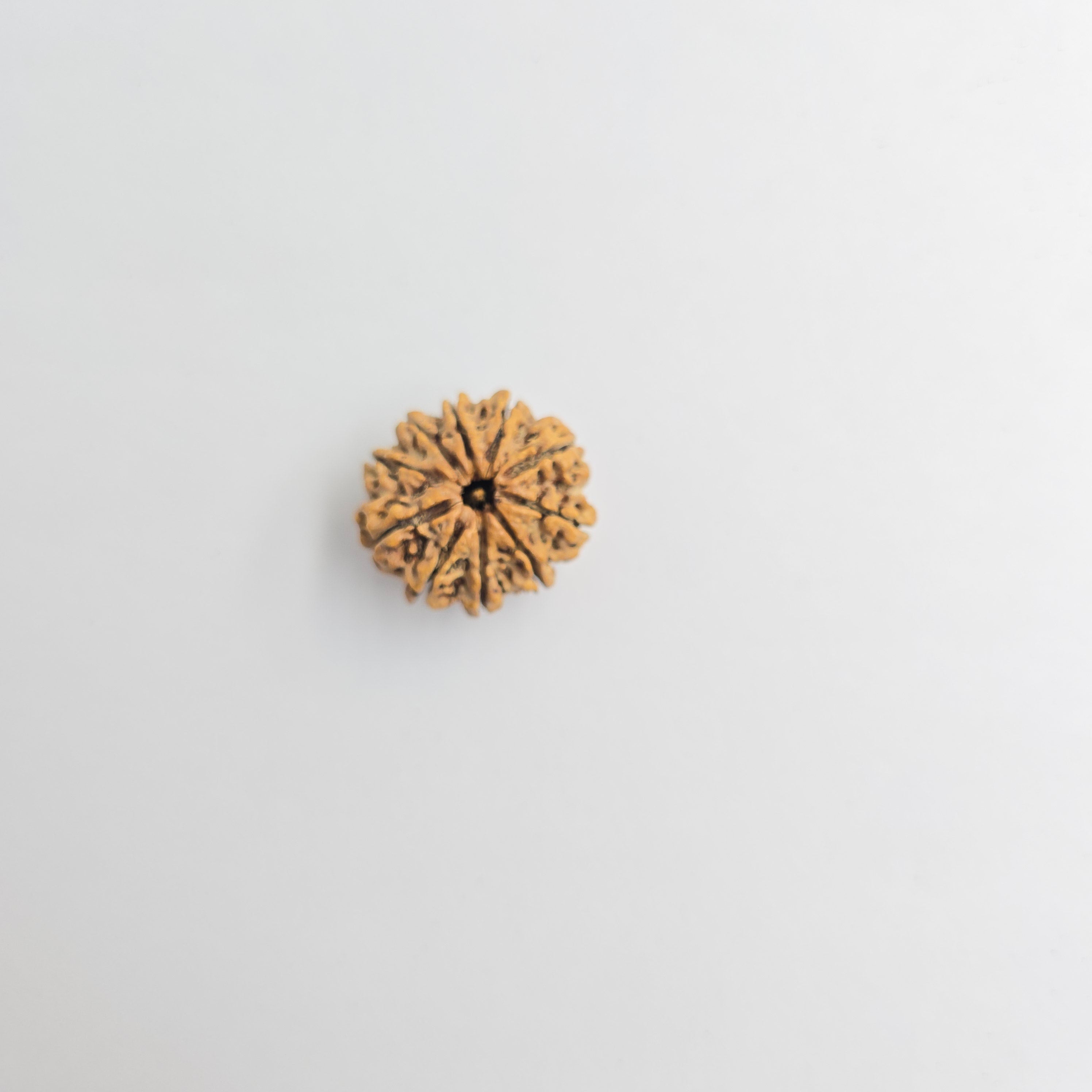 10-Mukhi