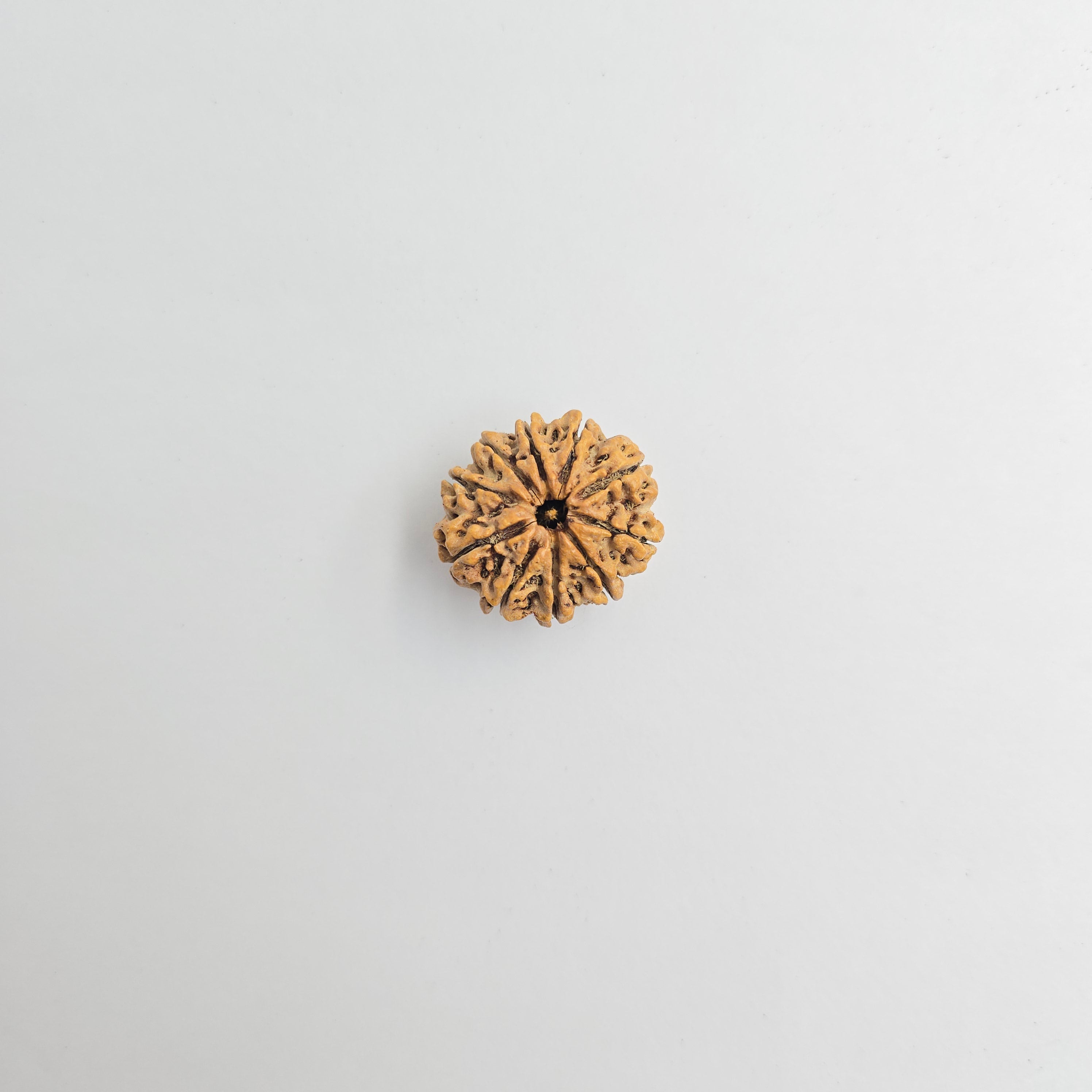 10-Mukhi