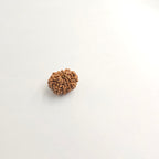 10-Mukhi