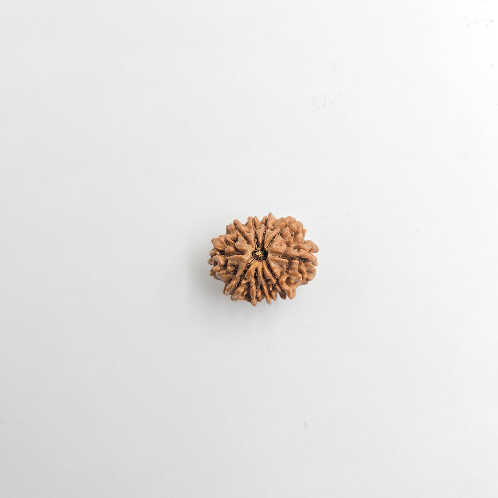 10-Mukhi
