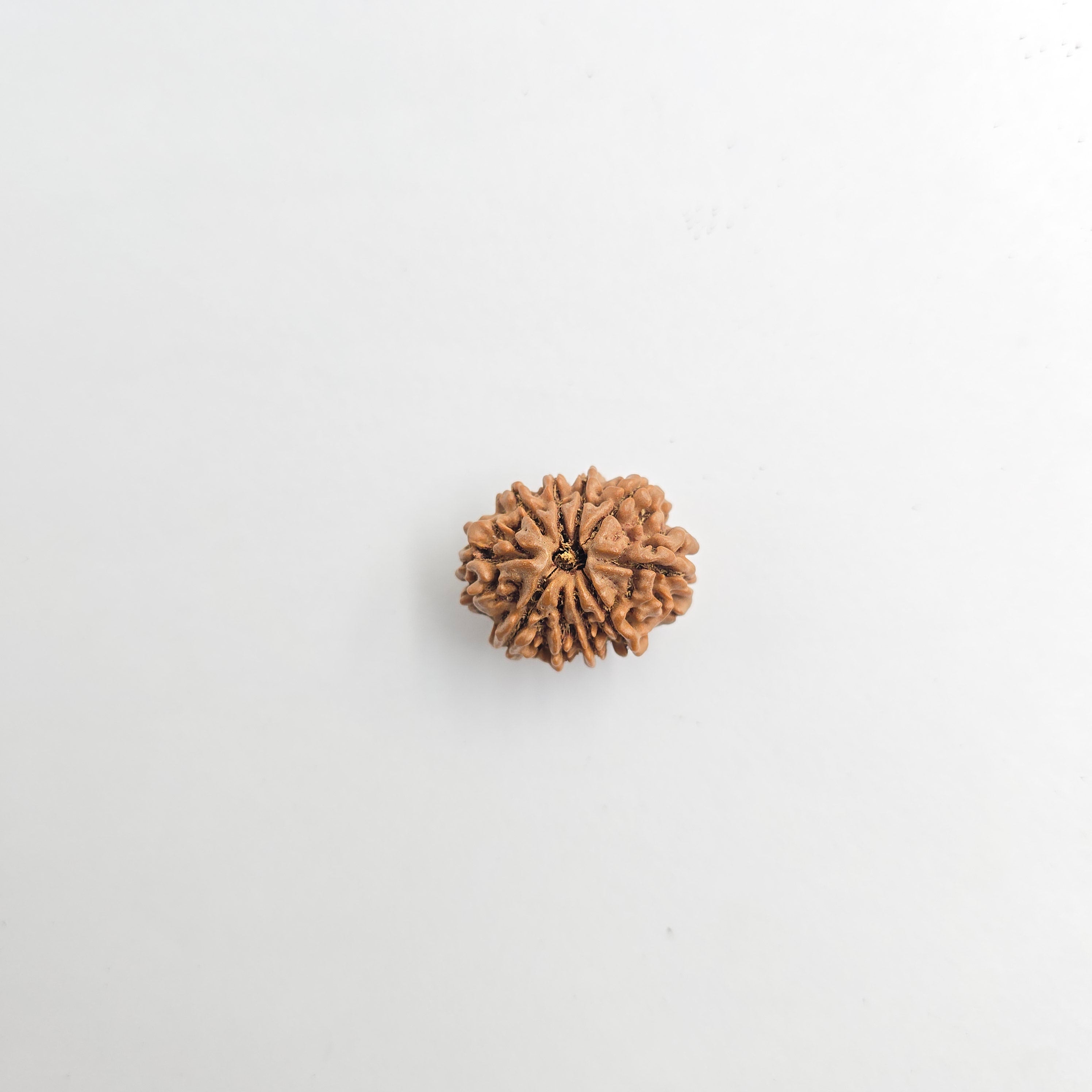 10-Mukhi