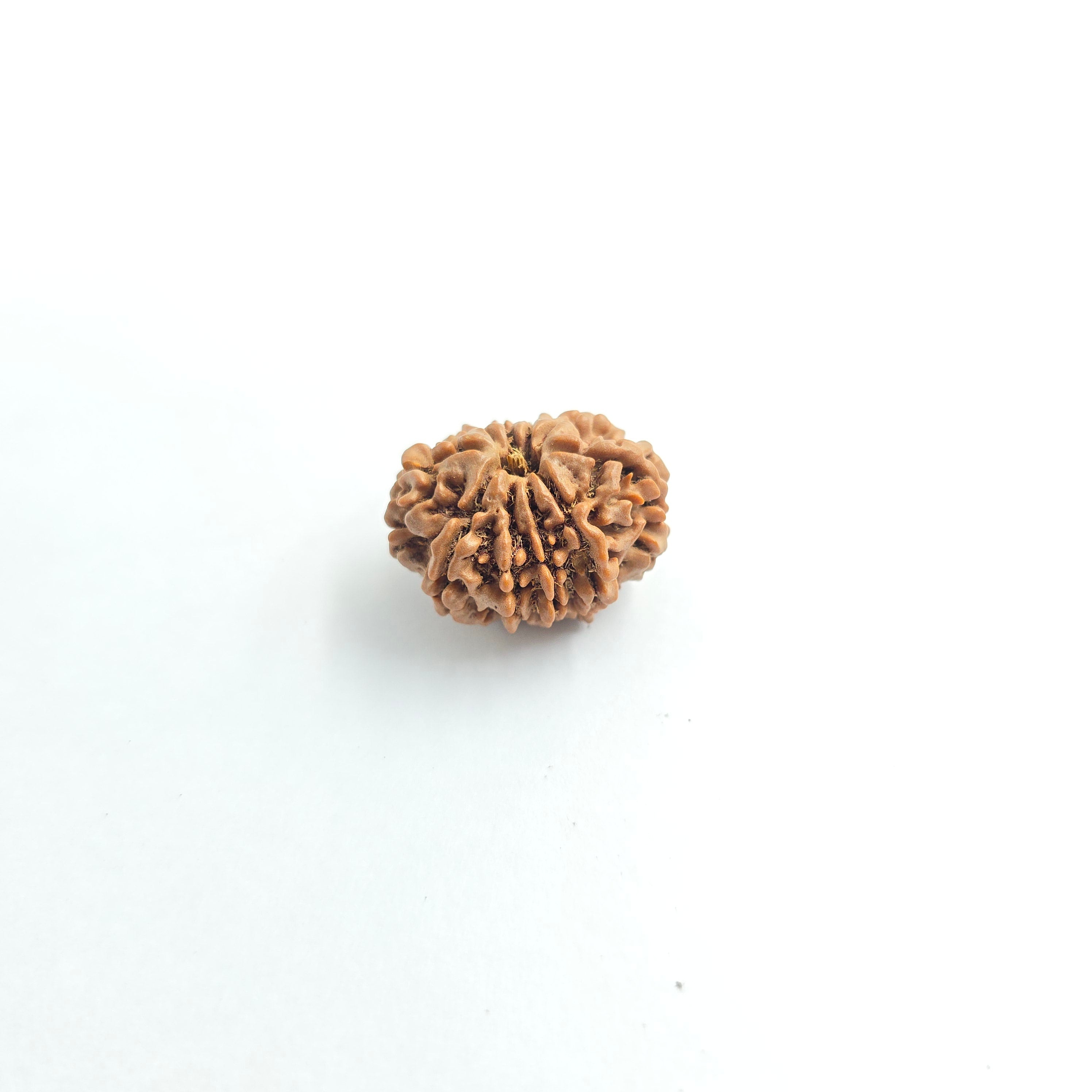 10-Mukhi