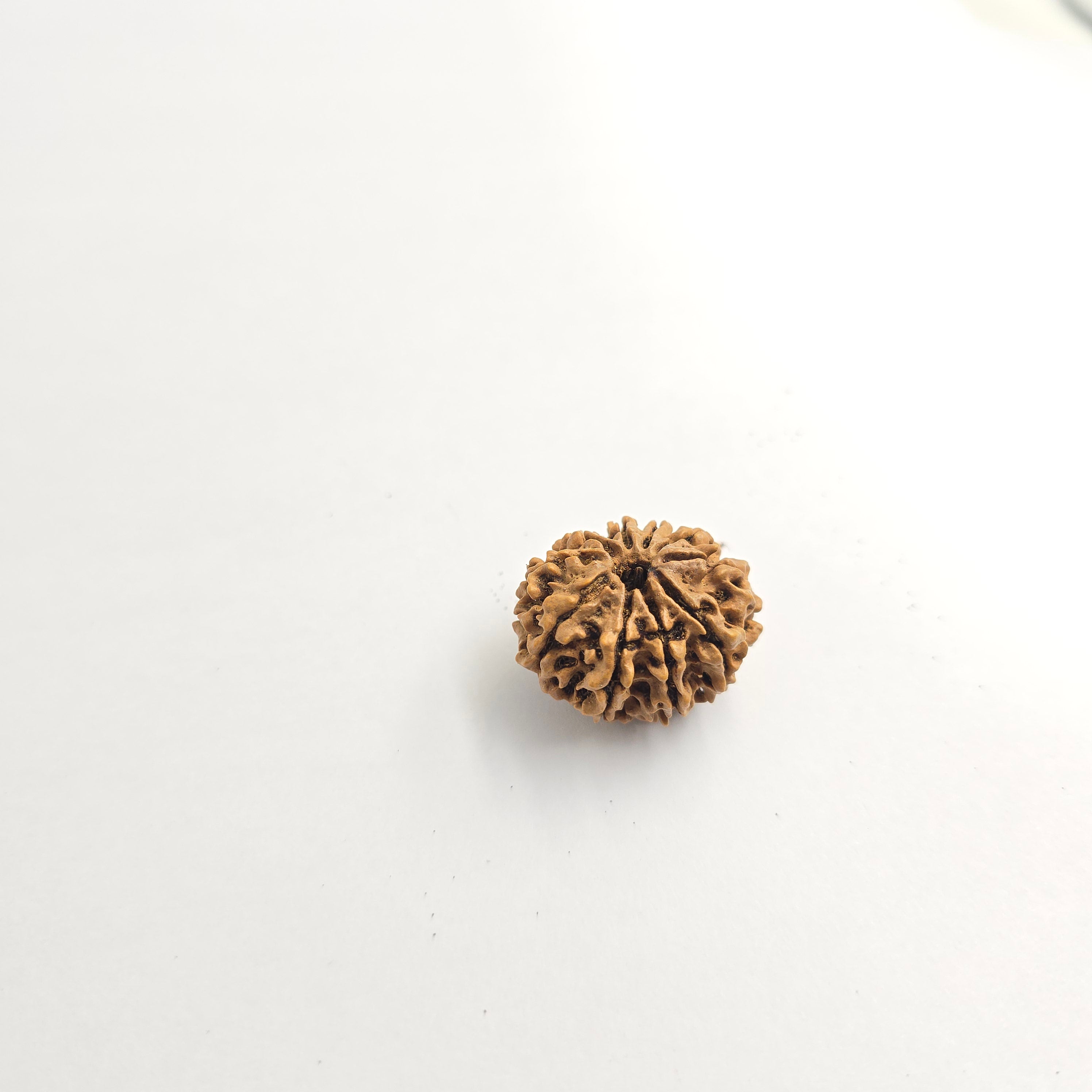 10-Mukhi