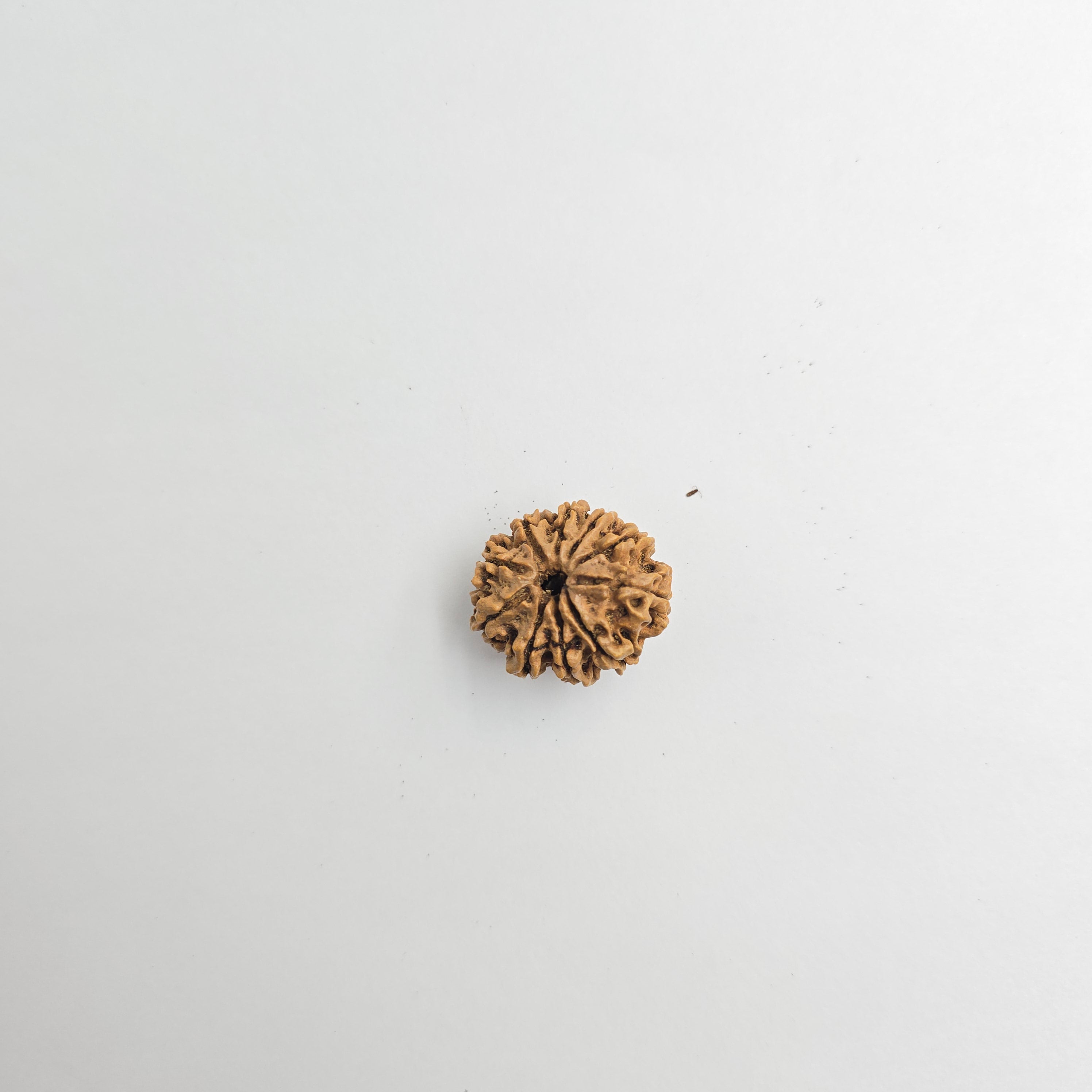 10-Mukhi