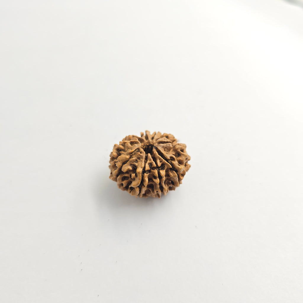 10-Mukhi