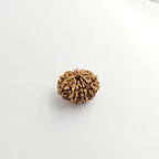 10-Mukhi