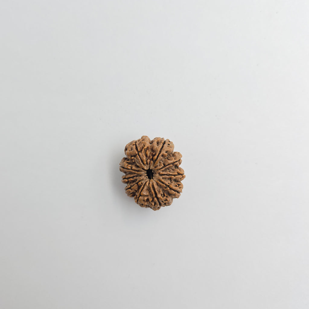 10-Mukhi