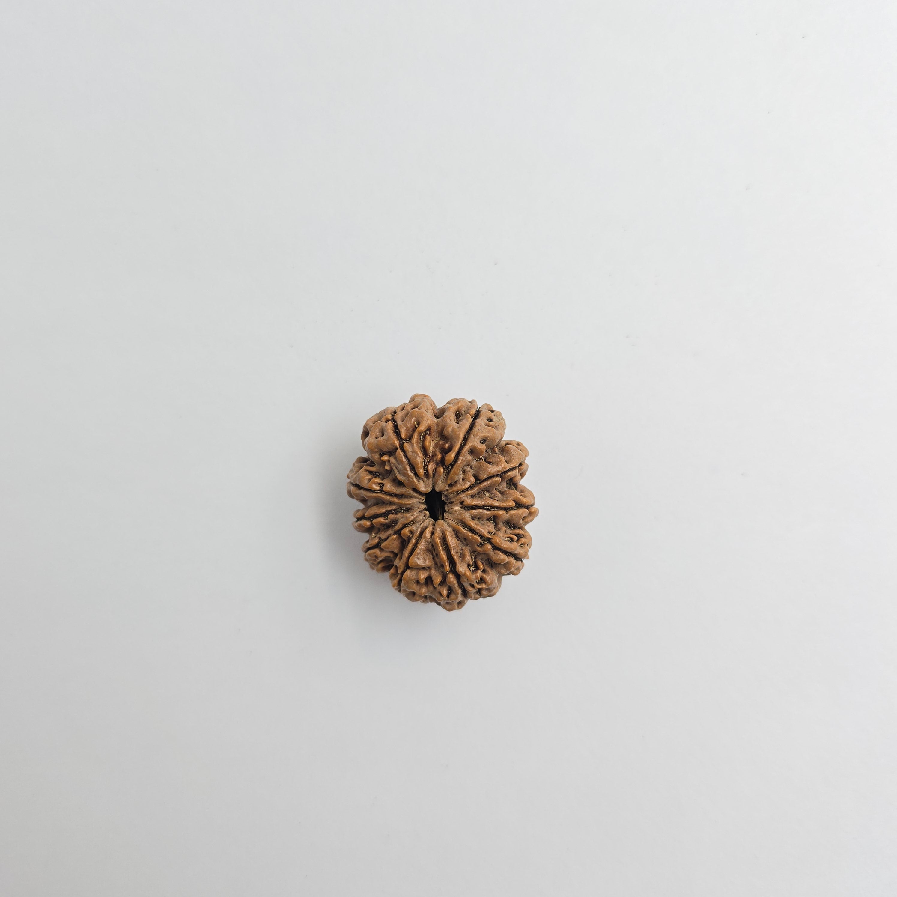 10-Mukhi