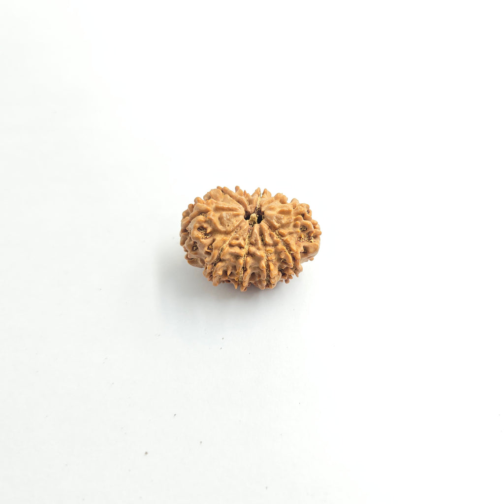 10-Mukhi