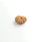 10-Mukhi