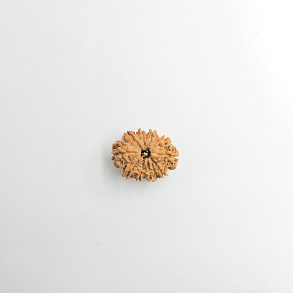 10-Mukhi