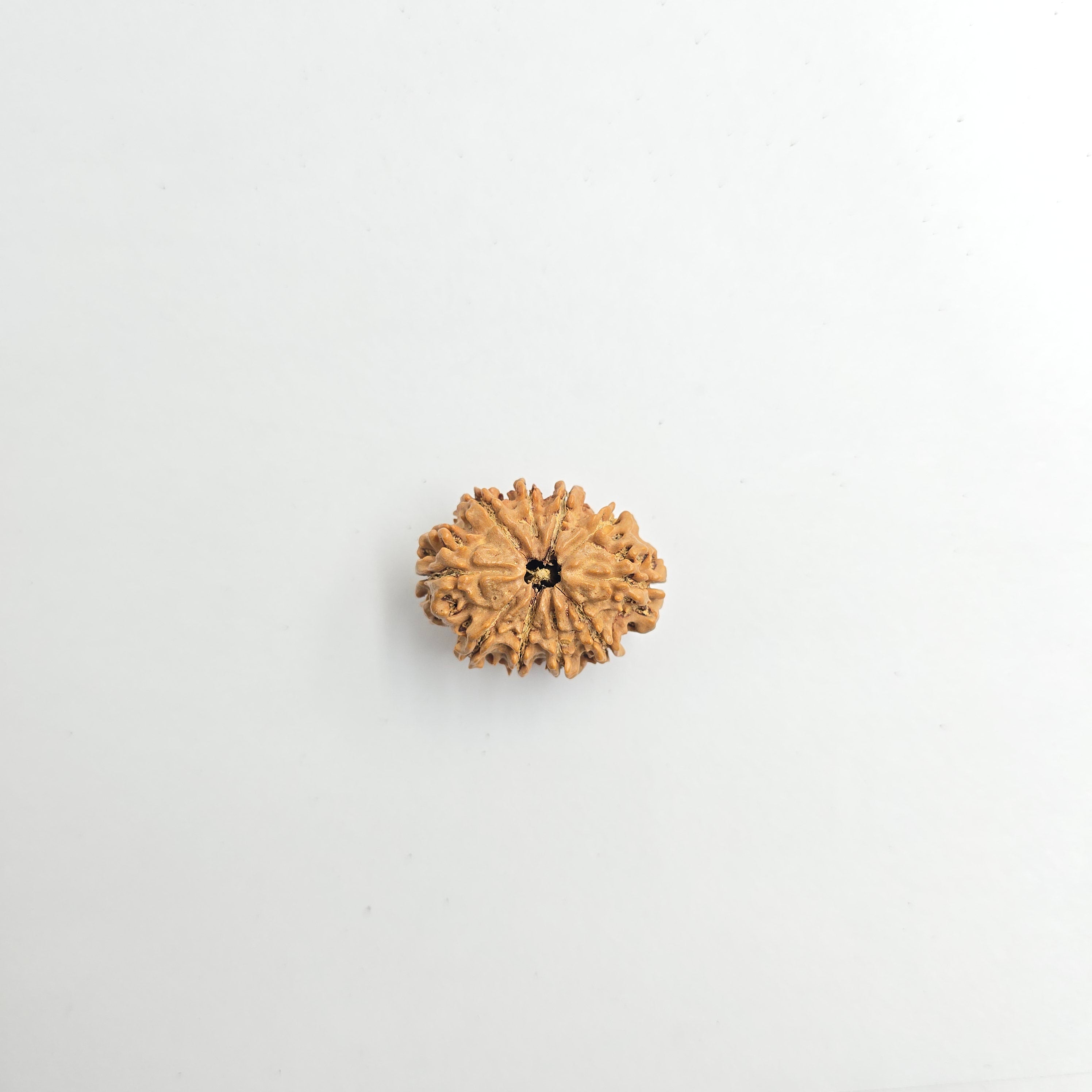 10-Mukhi