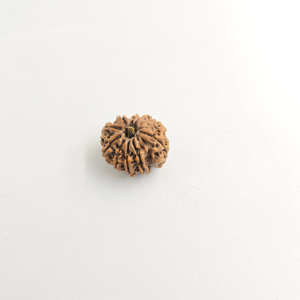 10-Mukhi