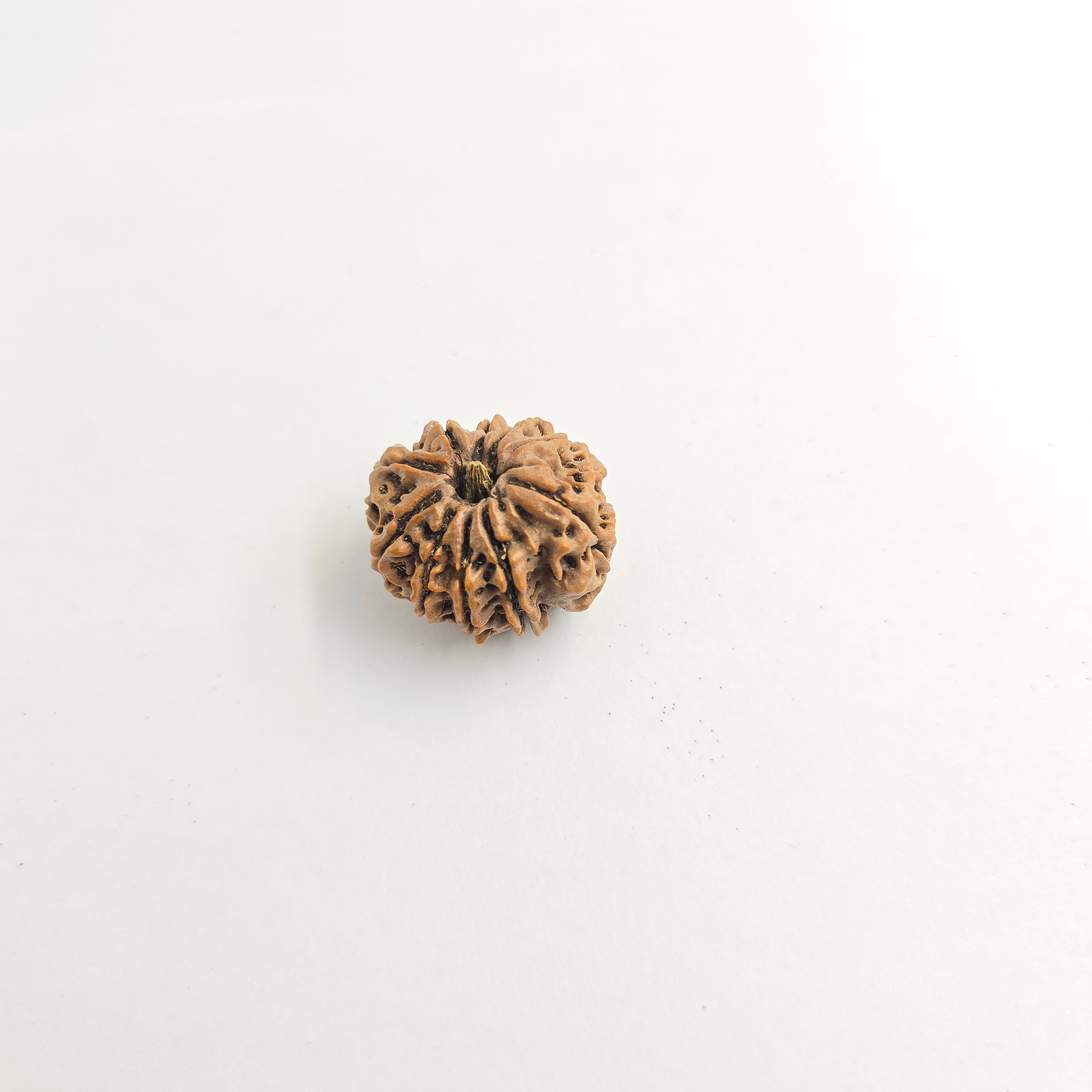 10-Mukhi