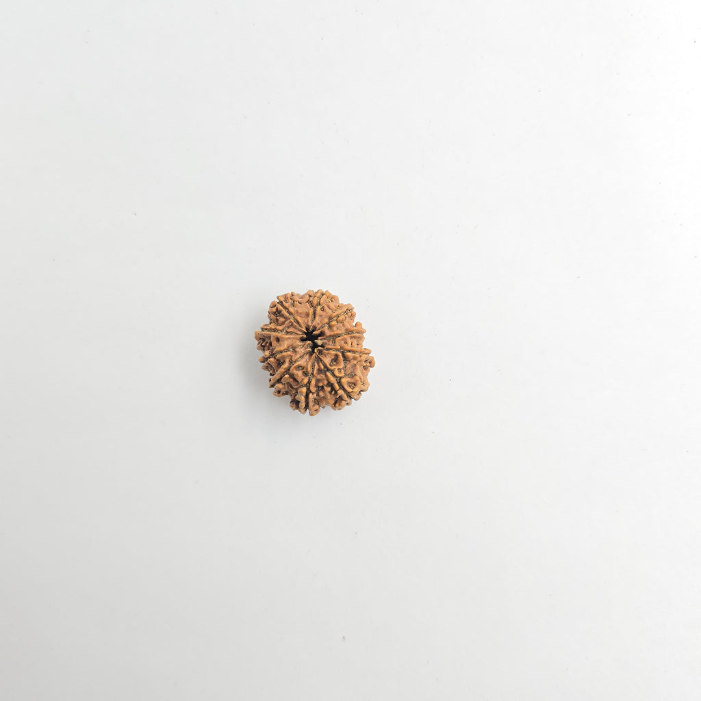 10-Mukhi