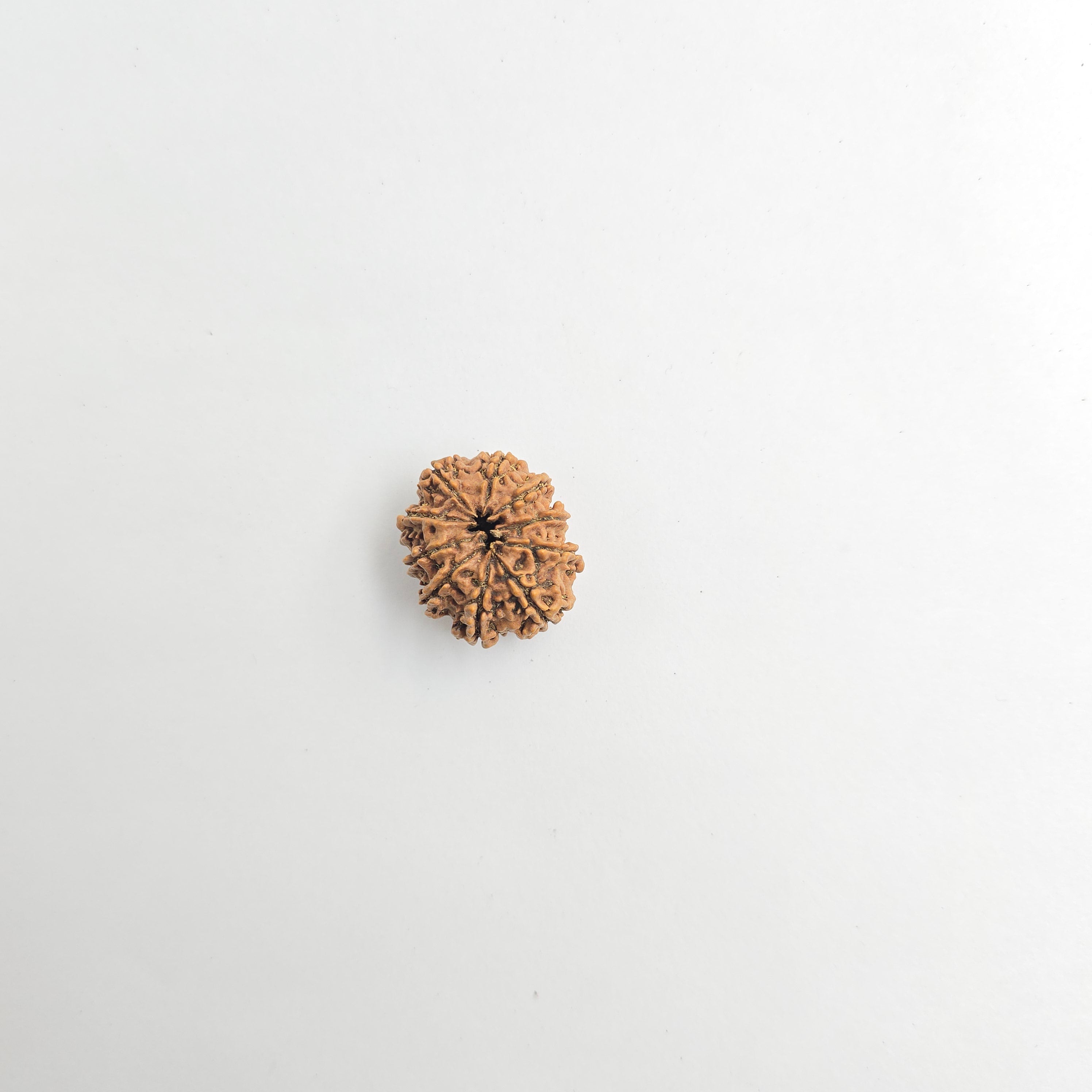 10-Mukhi