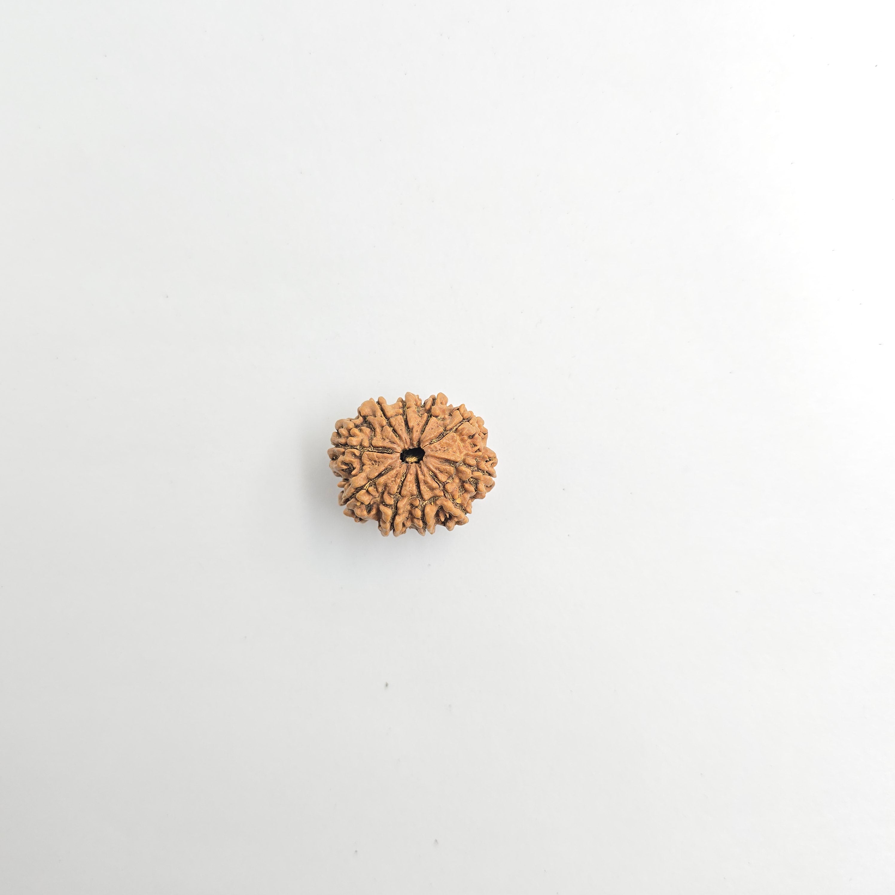 10-Mukhi