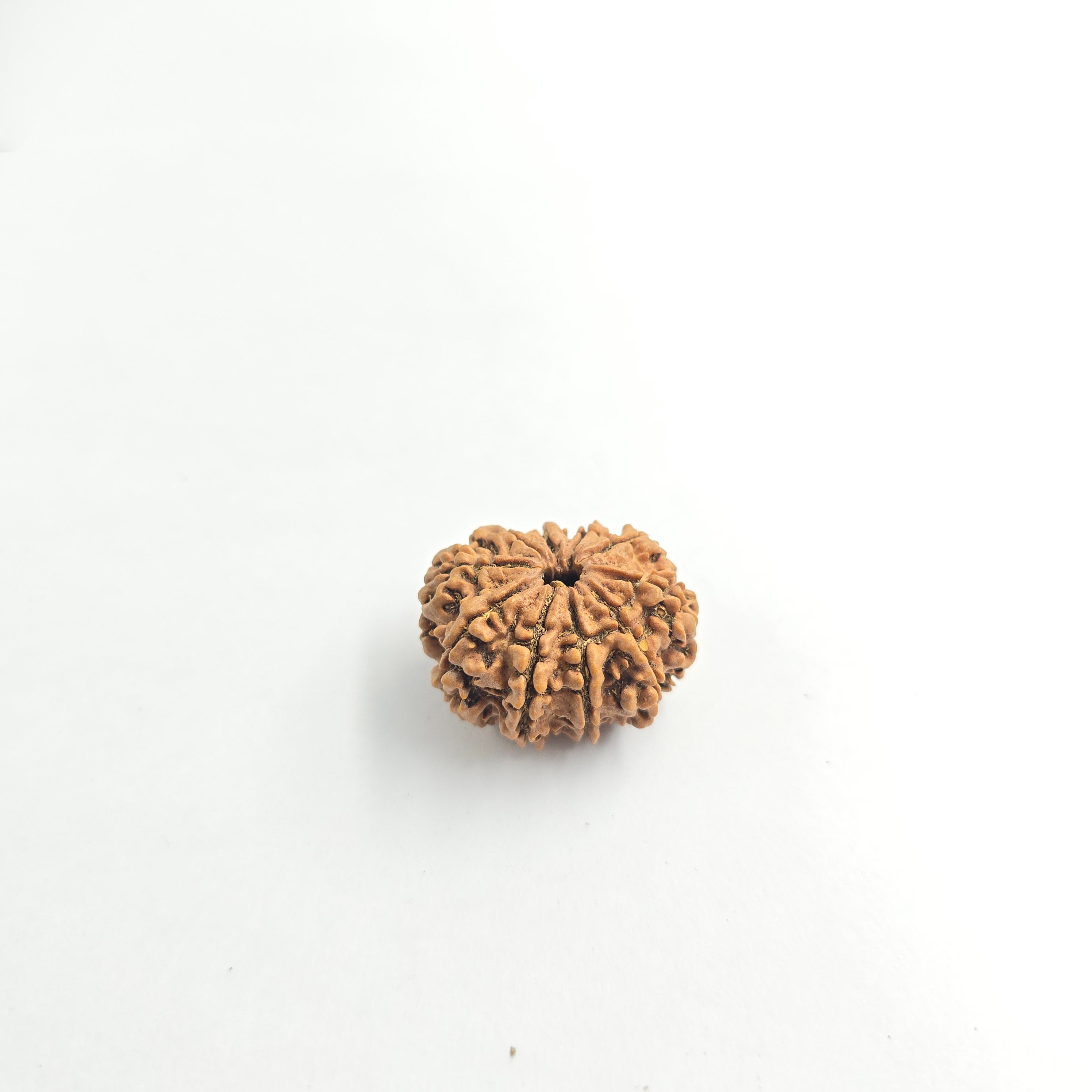 10-Mukhi