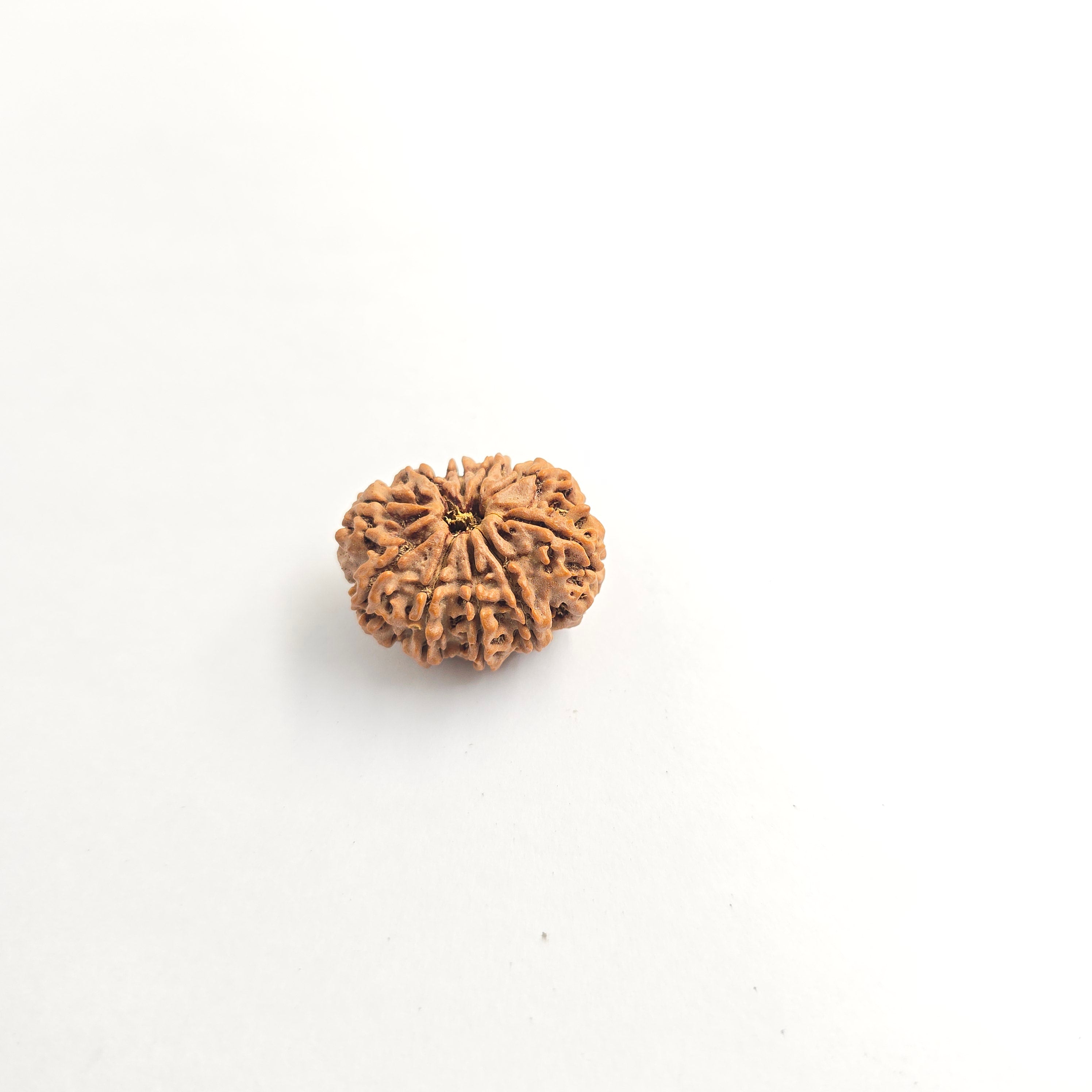 10-Mukhi