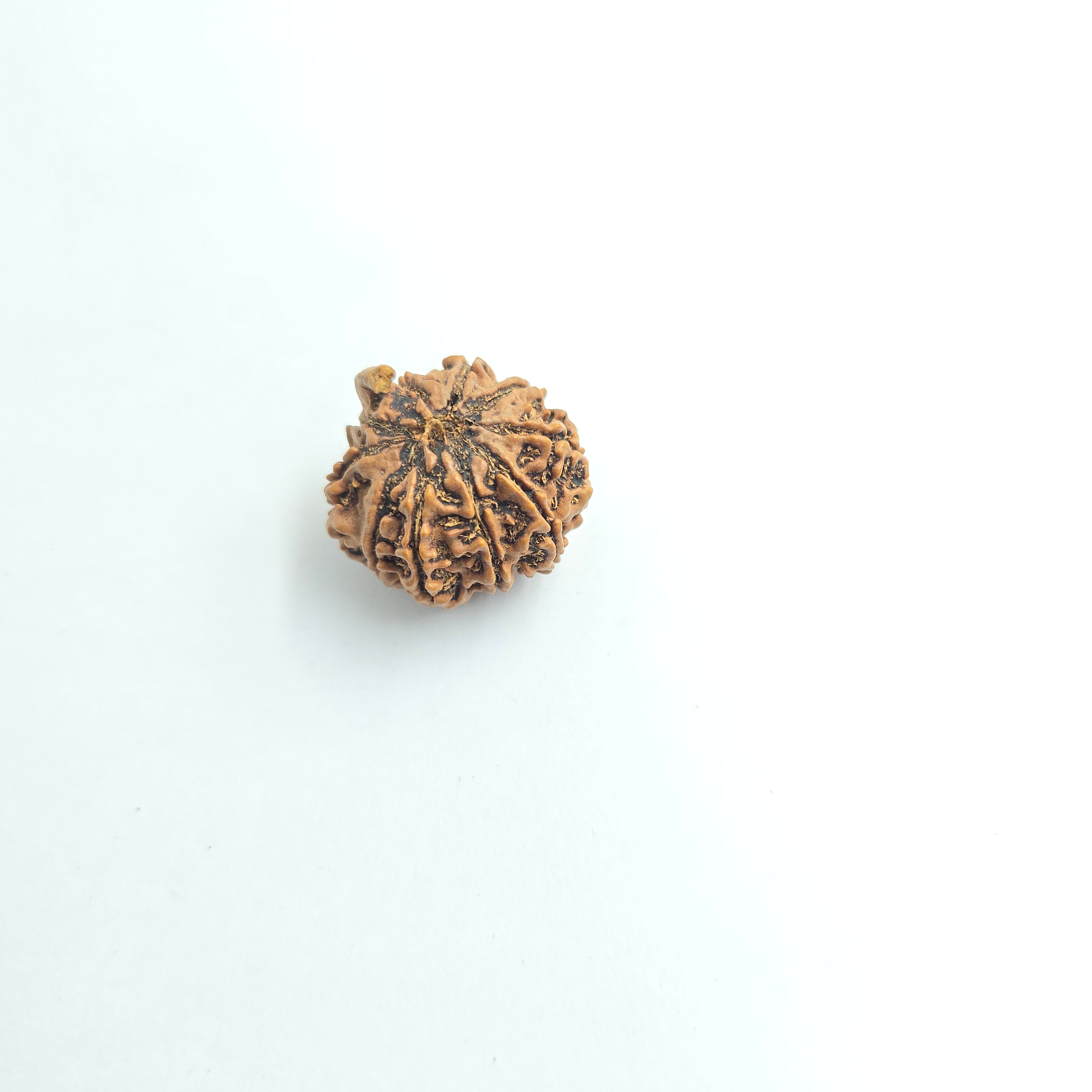 10-Mukhi