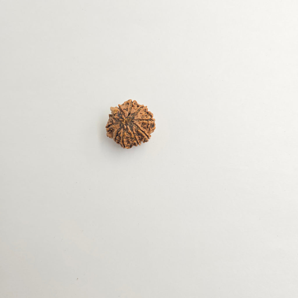10-Mukhi