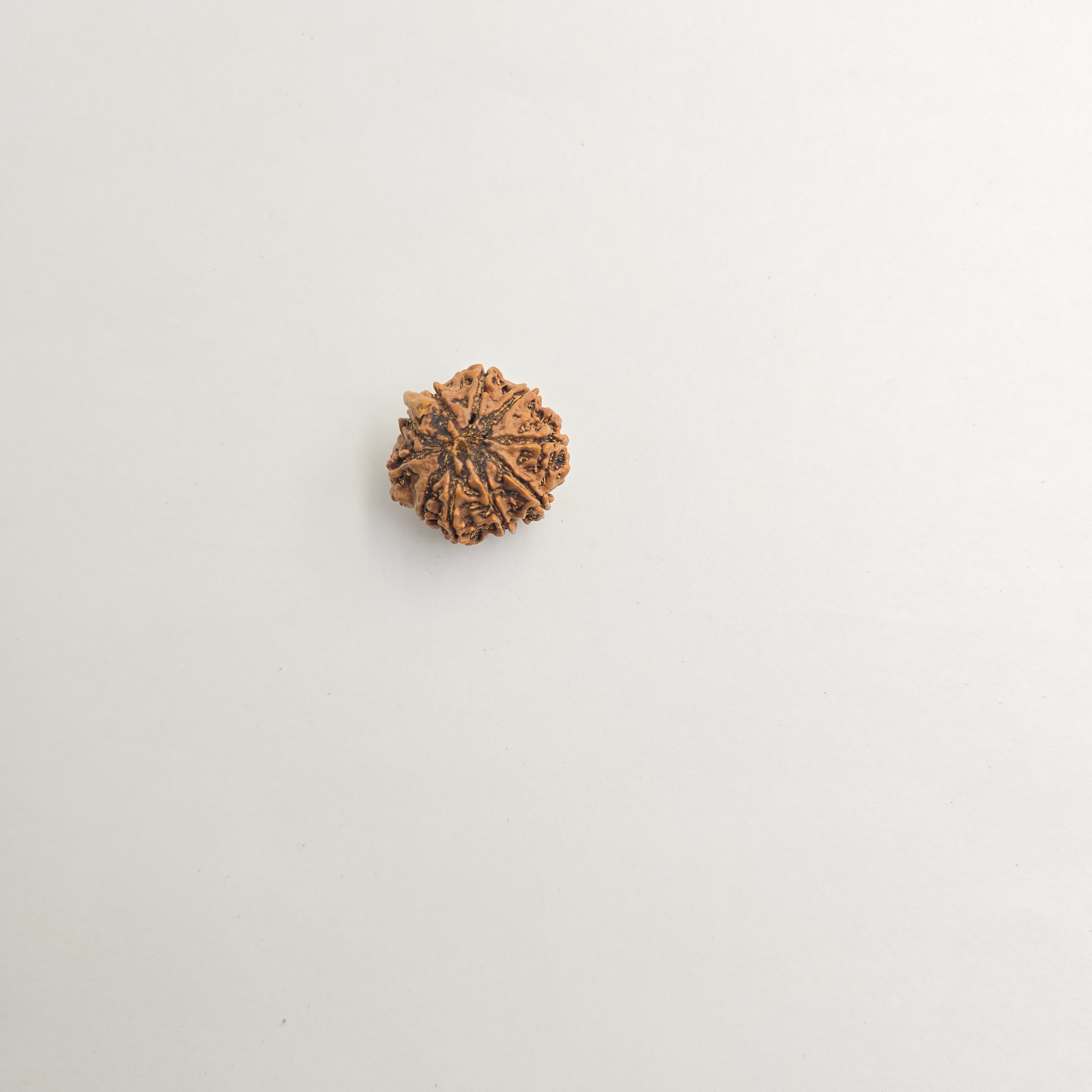 10-Mukhi