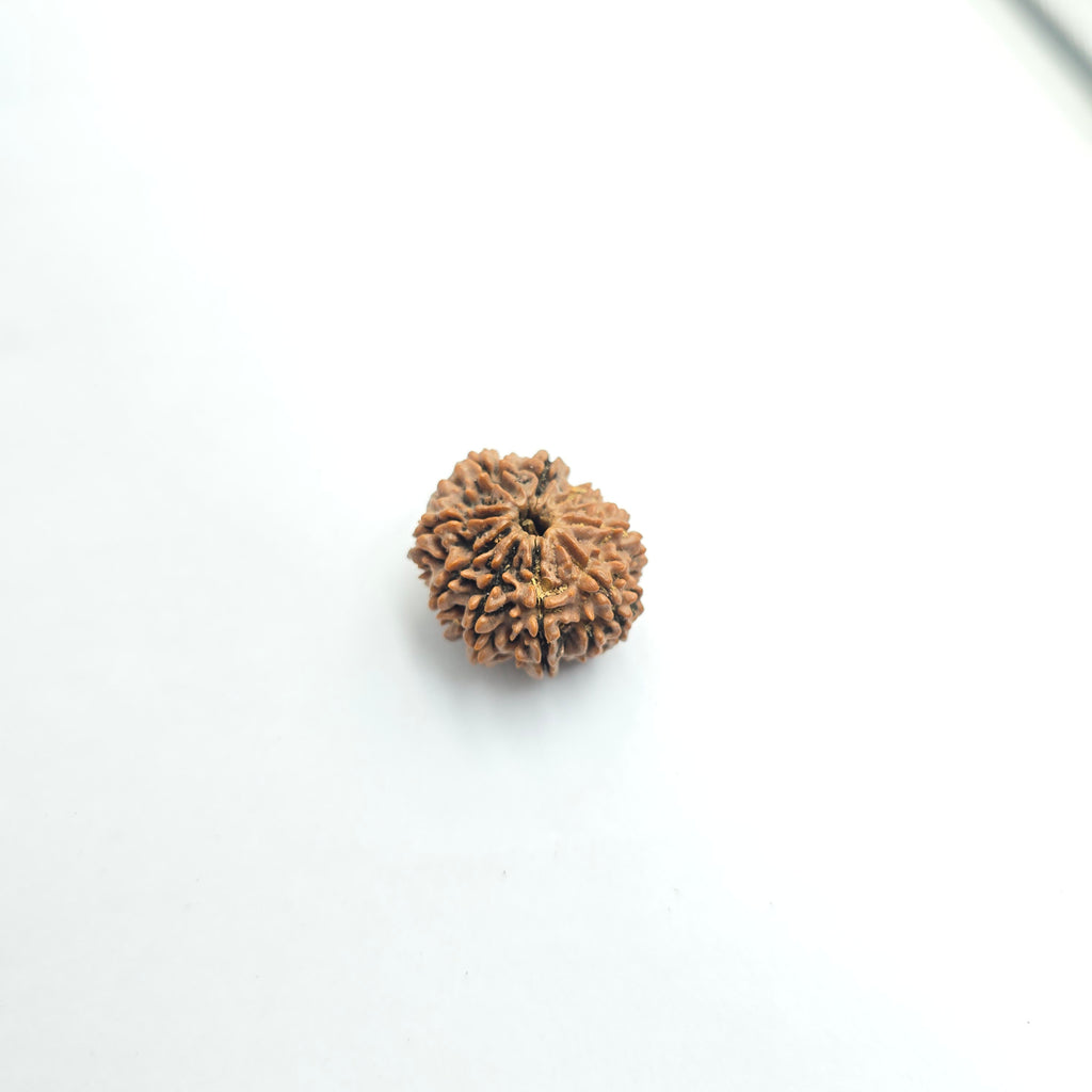 10-Mukhi