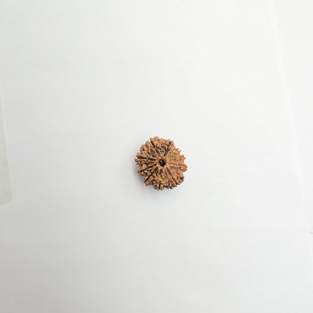 10-Mukhi