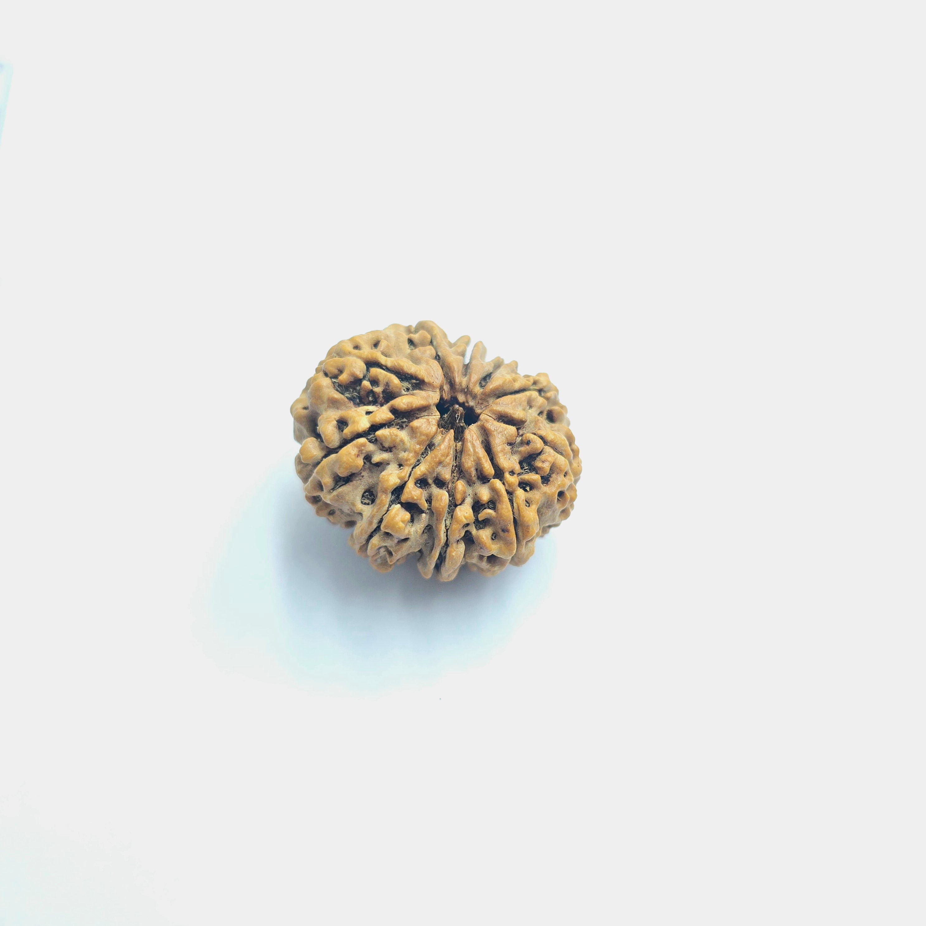 10-Mukhi