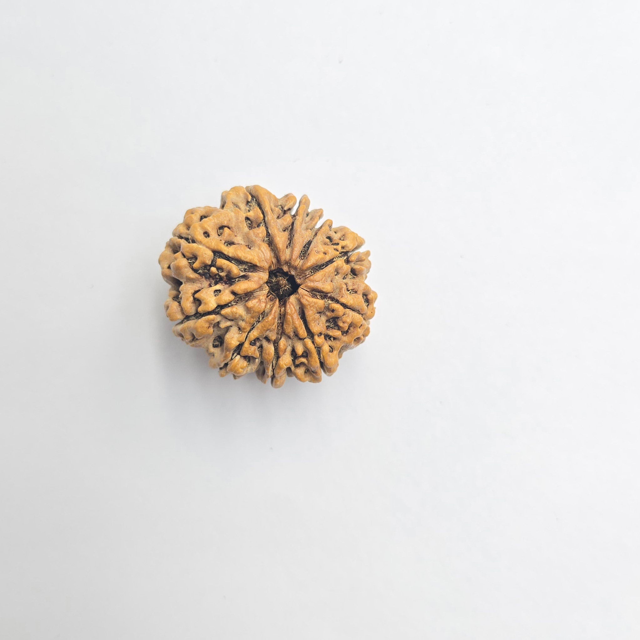 10-Mukhi